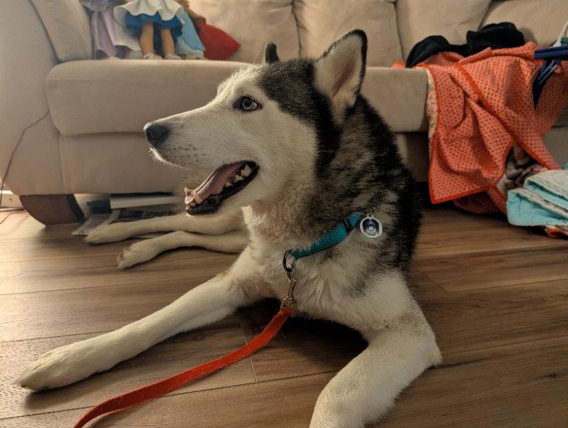 Shadow, a Adoptable Siberian Husky in Portage, IN image 2/3
