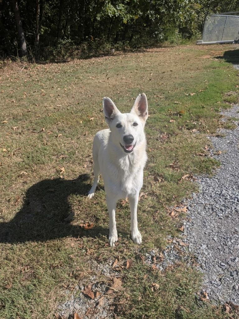 Enlarge Bethany, a Adoptable German Shepherd Dog in Springfield, TN image 1/2