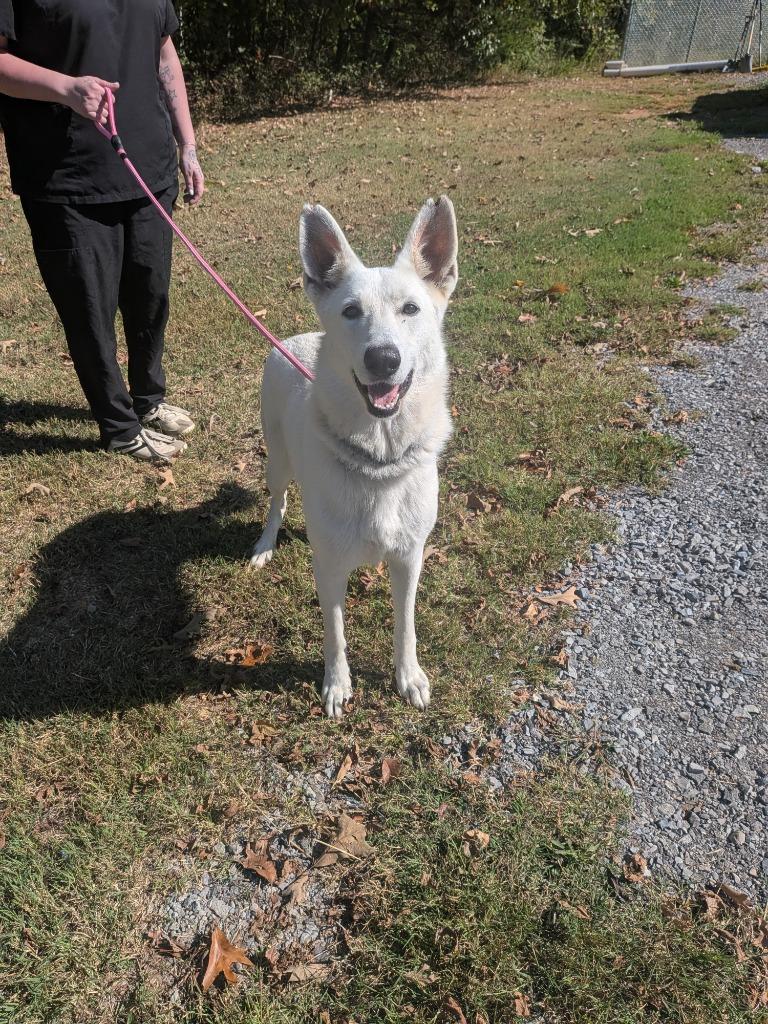 Enlarge Bethany, a Adoptable German Shepherd Dog in Springfield, TN image 2/2