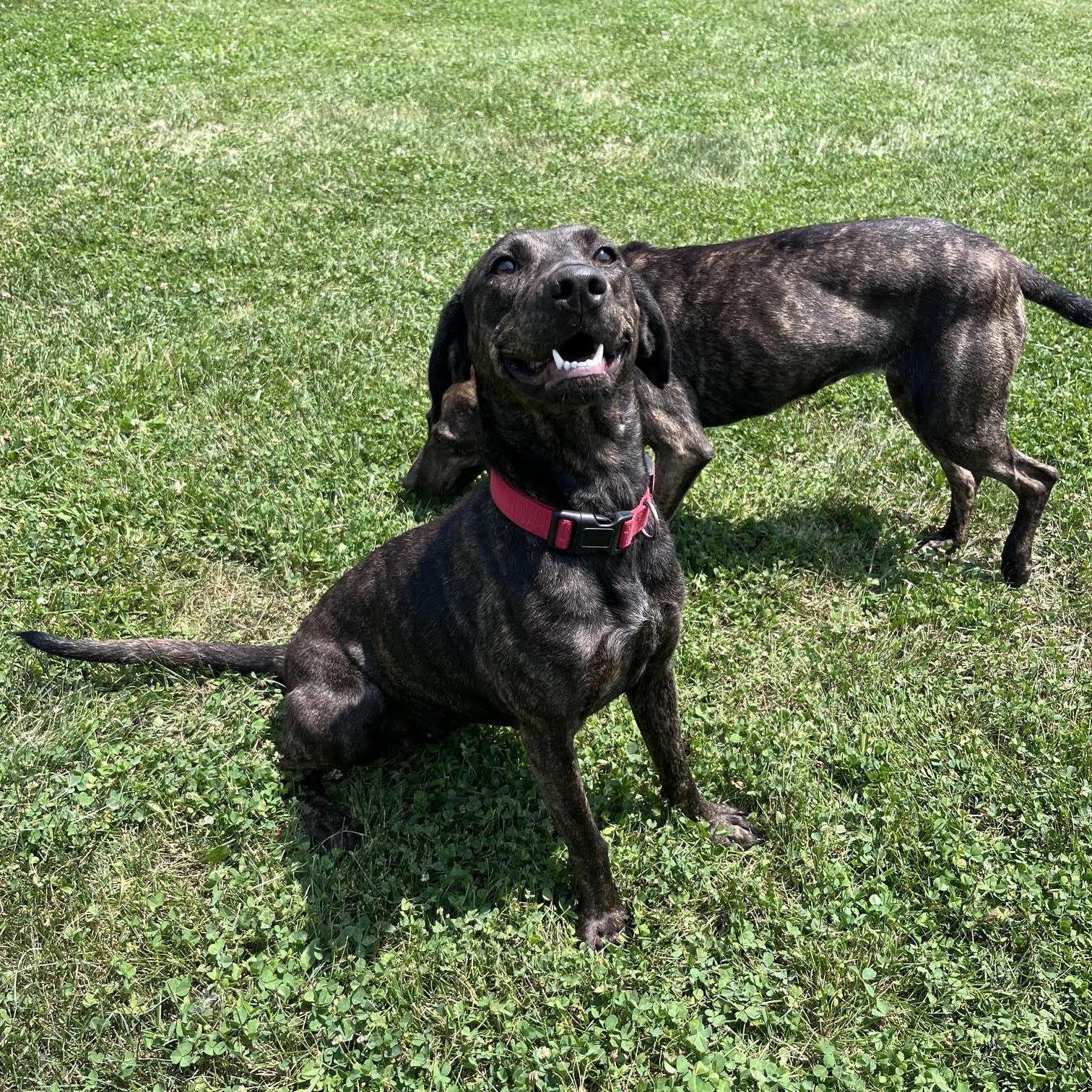 Cappuccino, Adoptable, Adult Female Hound.