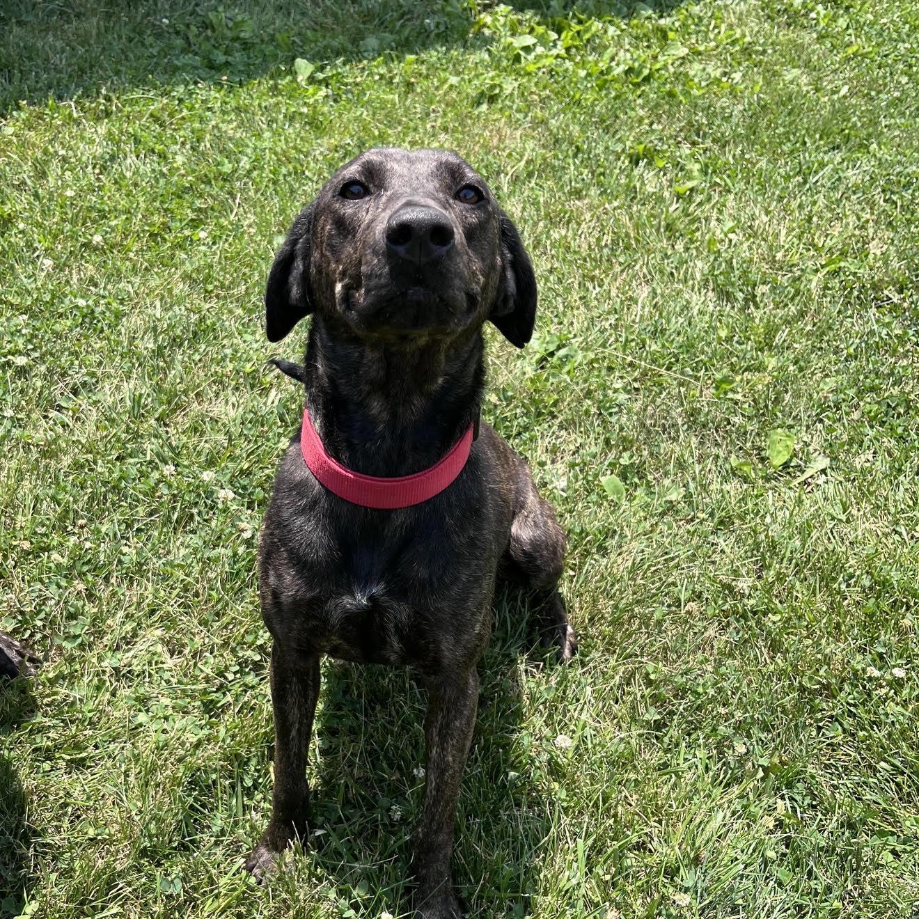 Cappuccino, Adoptable, Adult Female Hound.