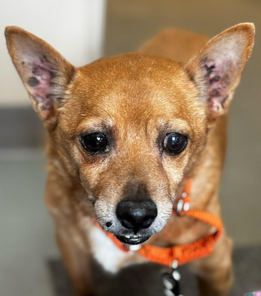 Sammie, a Adopted Chihuahua in Terryville, CT image 1/6