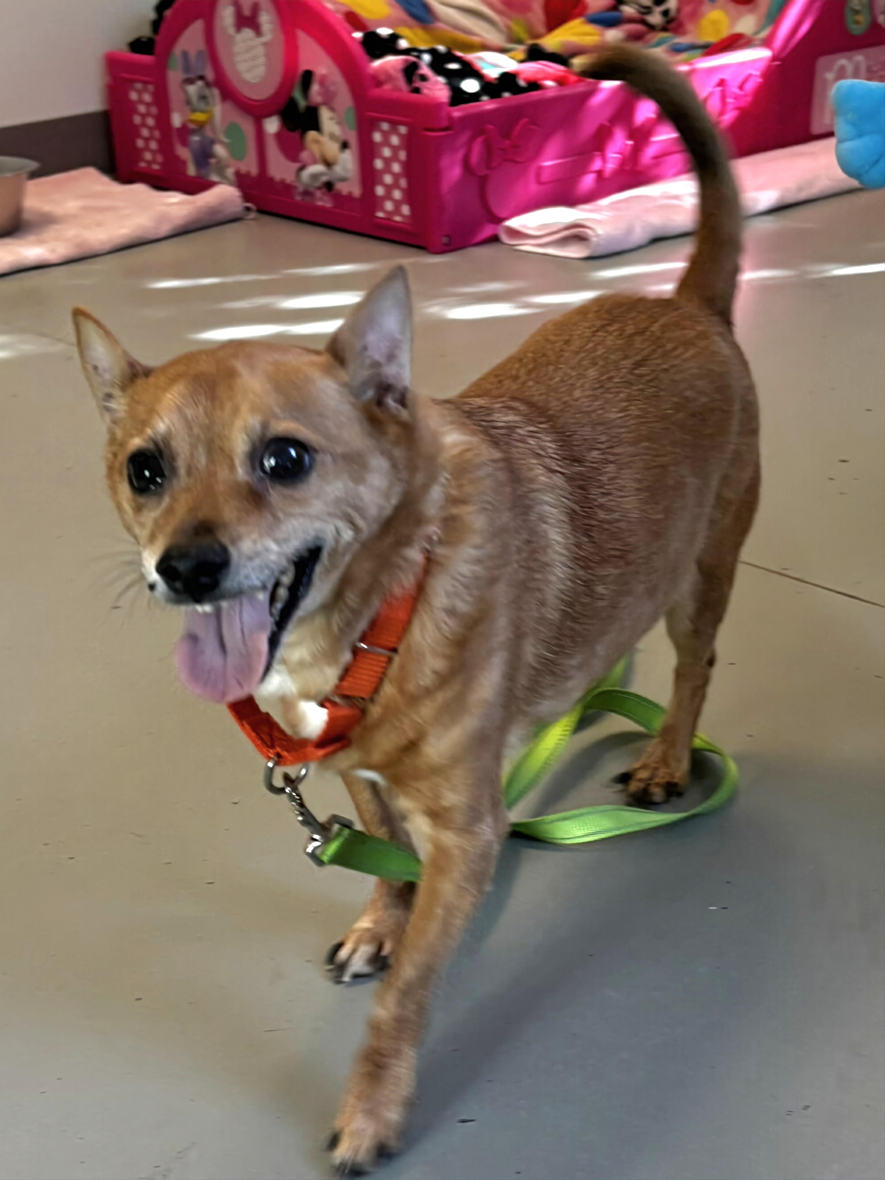 Sammie, a Adopted Chihuahua in Terryville, CT image 2/6