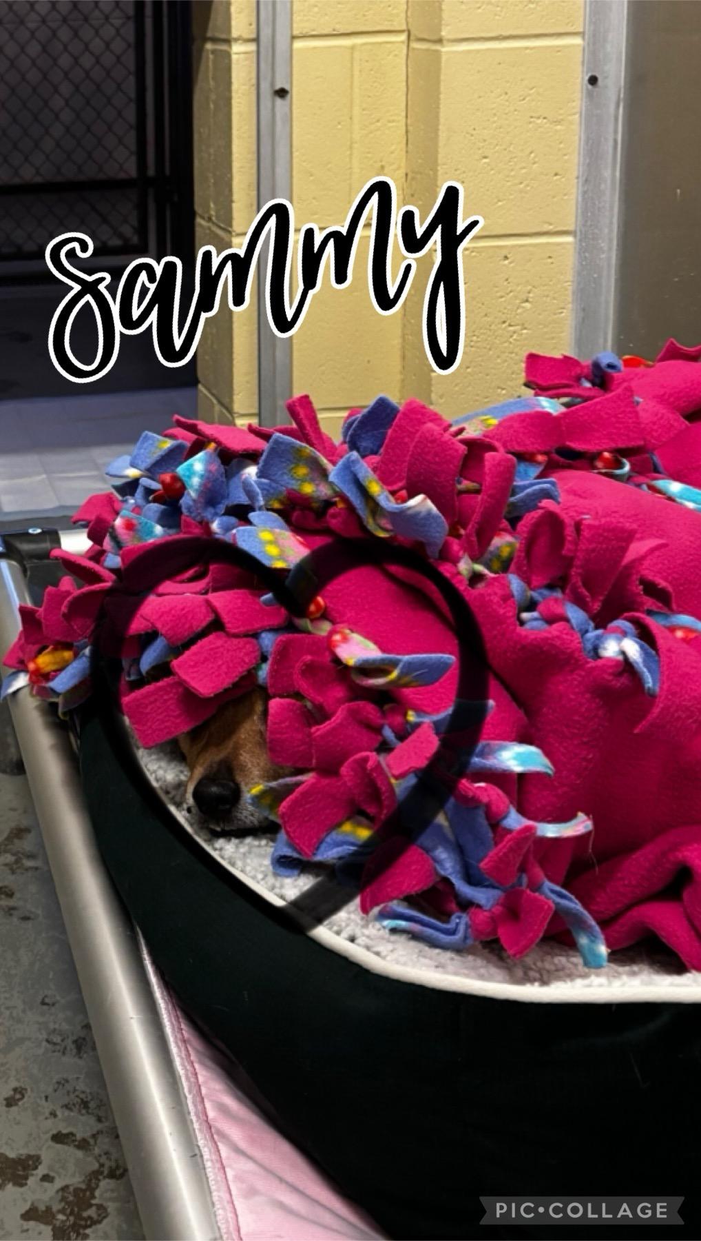 Sammie, a Adopted Chihuahua in Terryville, CT image 3/6