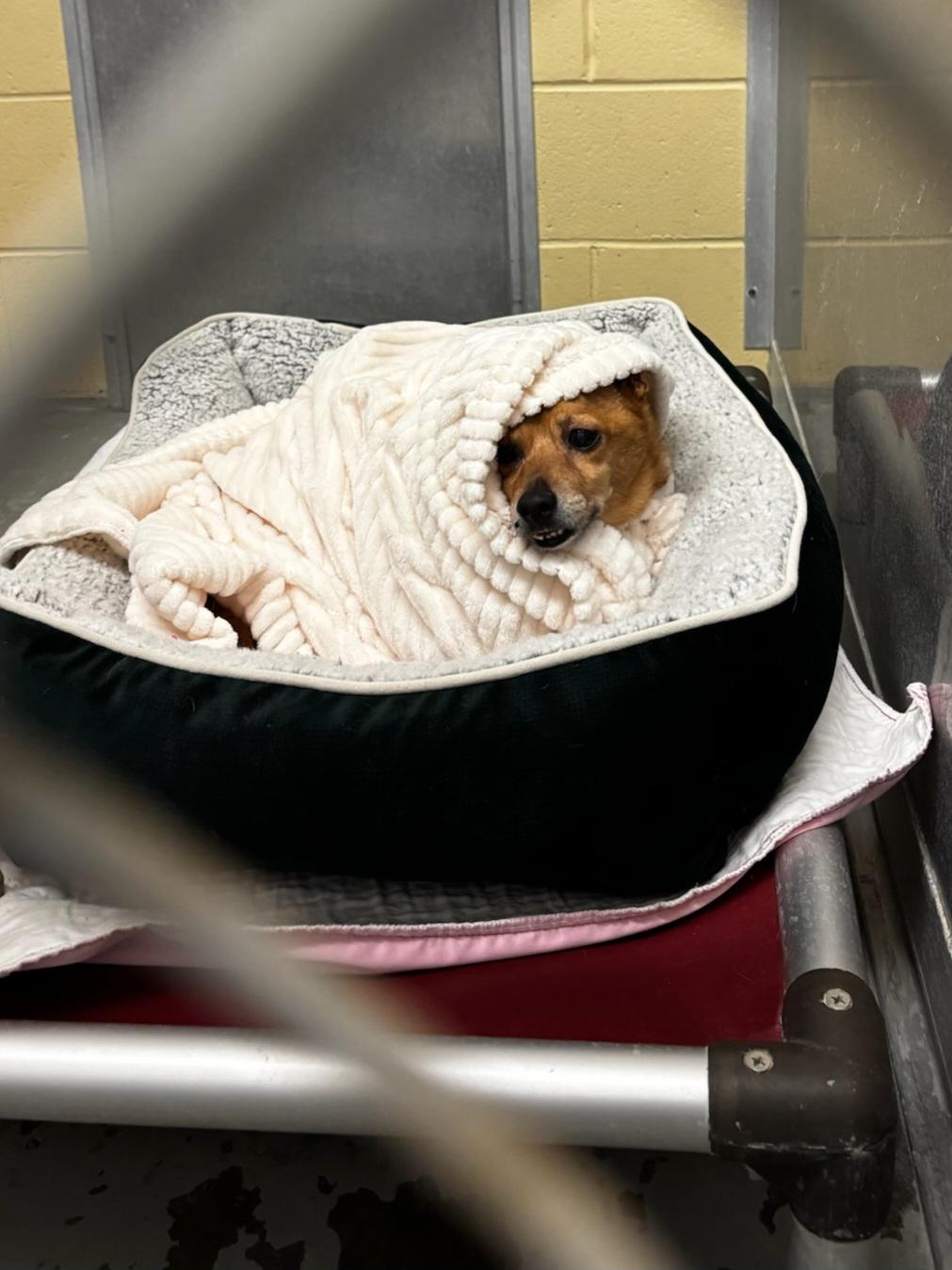 Sammie, a Adopted Chihuahua in Terryville, CT image 4/6