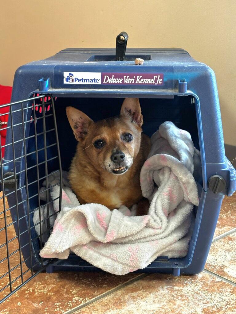 Sammie, a Adopted Chihuahua in Terryville, CT image 5/6