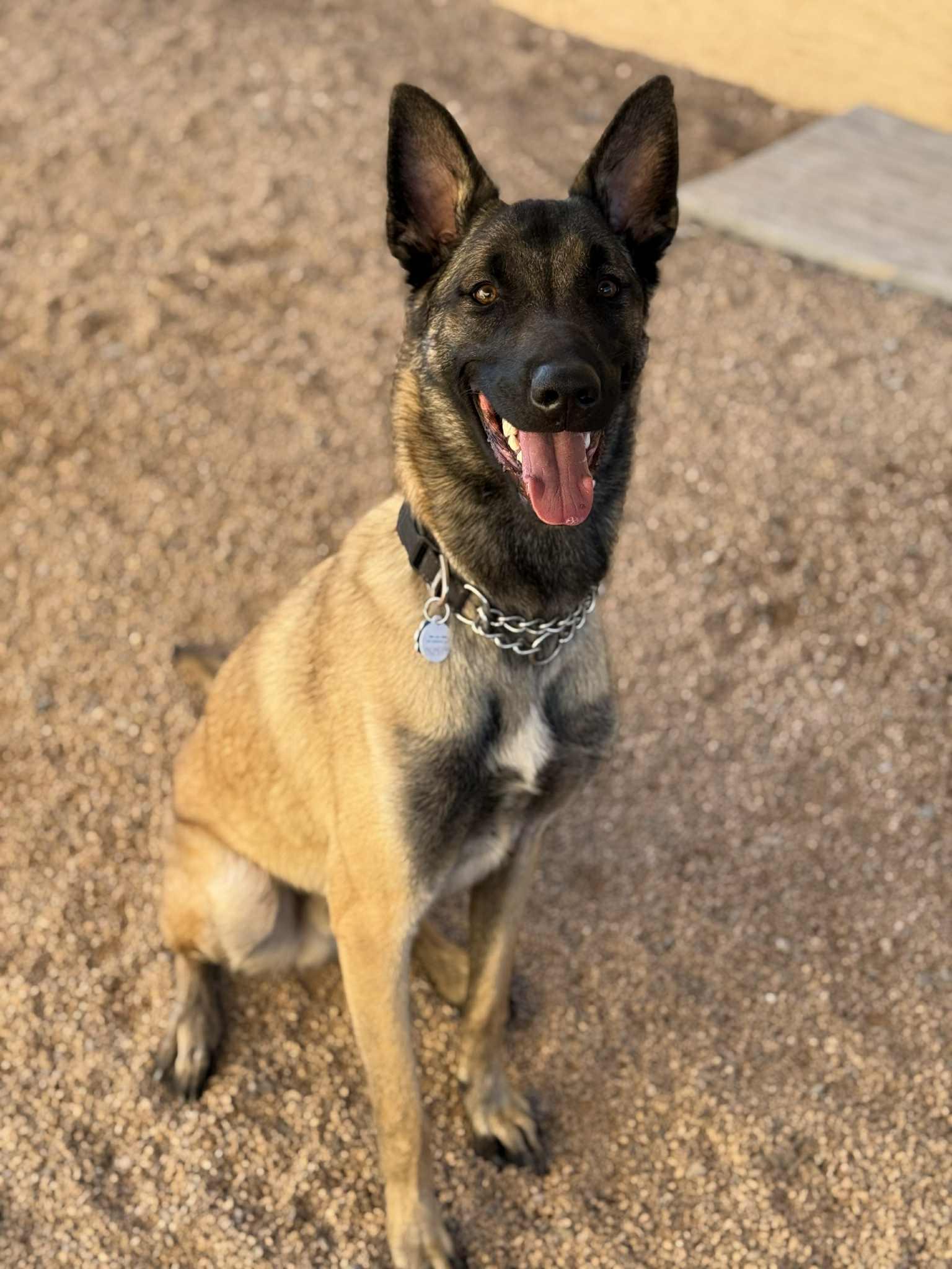 Enlarge Butters, an adoptable mixed breed in Glendale, AZ image 5/6