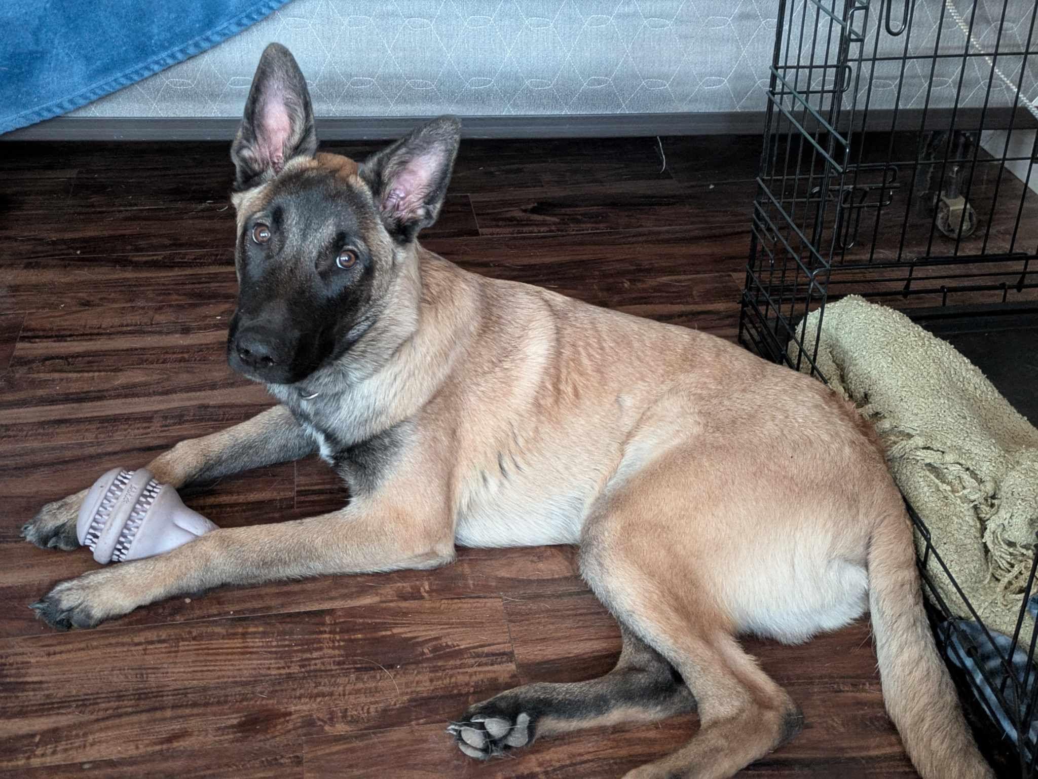 Enlarge Butters, an adoptable mixed breed in Glendale, AZ image 4/6