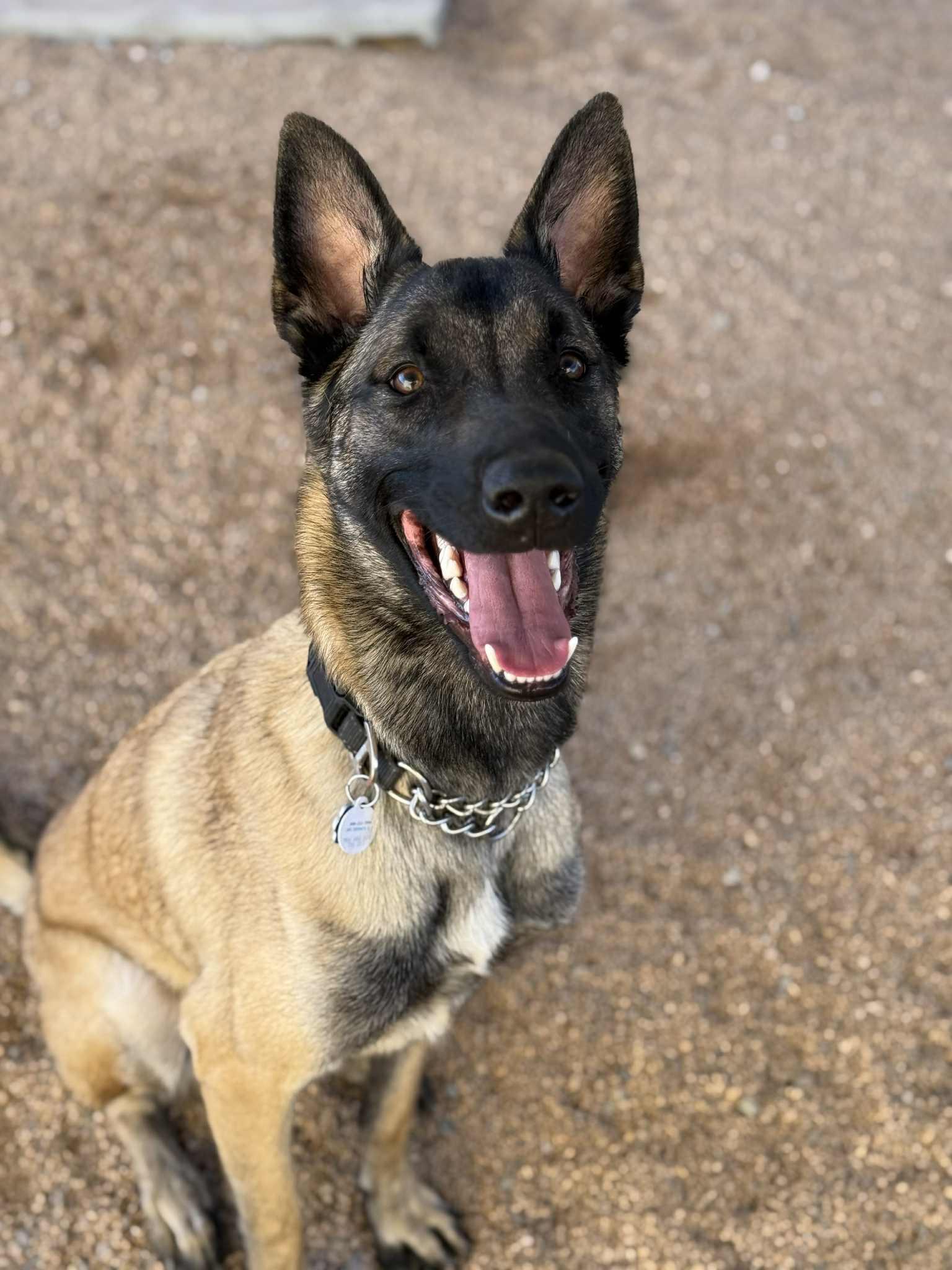 Enlarge Butters, an adoptable mixed breed in Glendale, AZ image 6/6