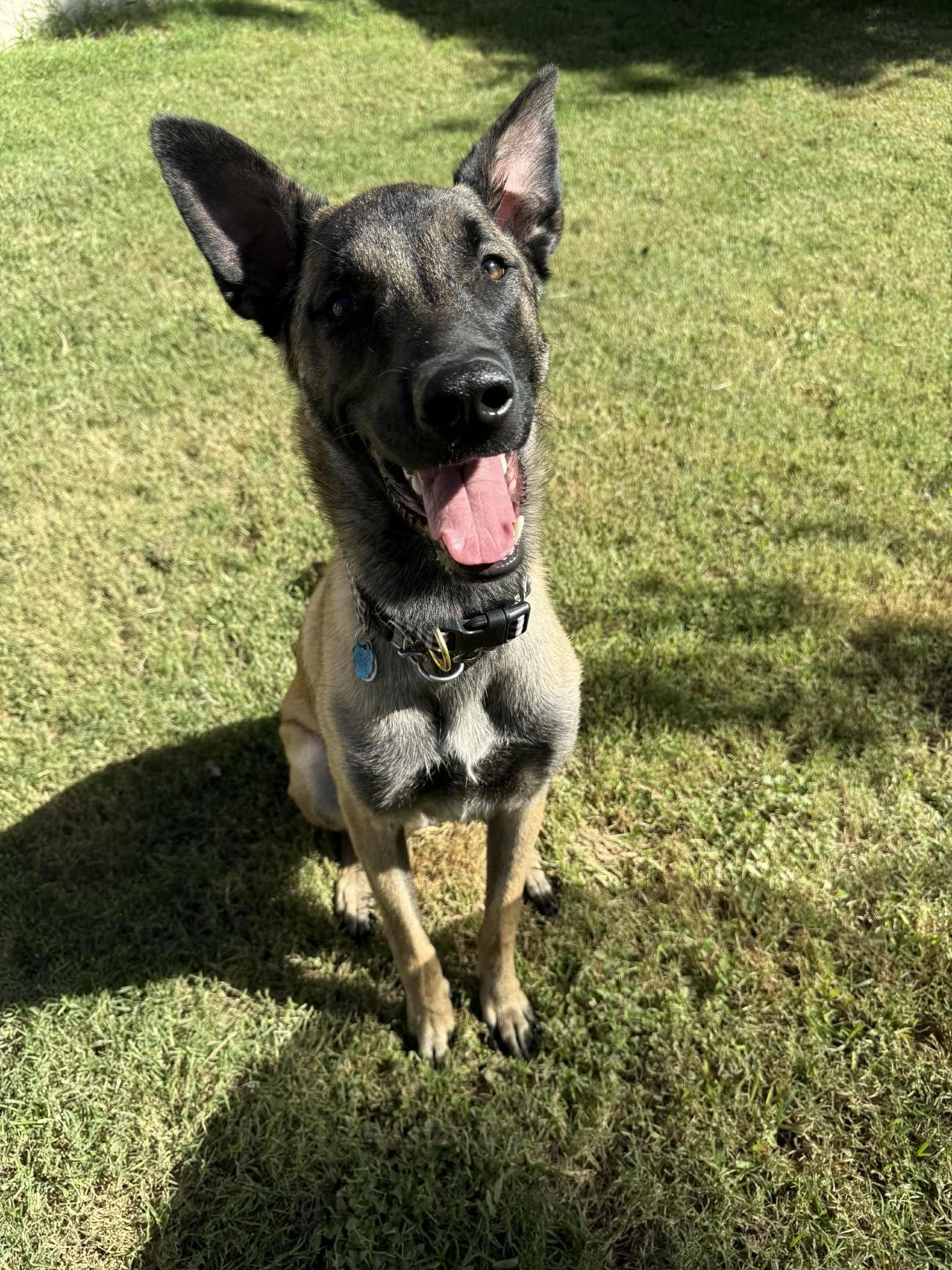 Butters, adoptable, Young Male Belgian Shepherd / Malinois.