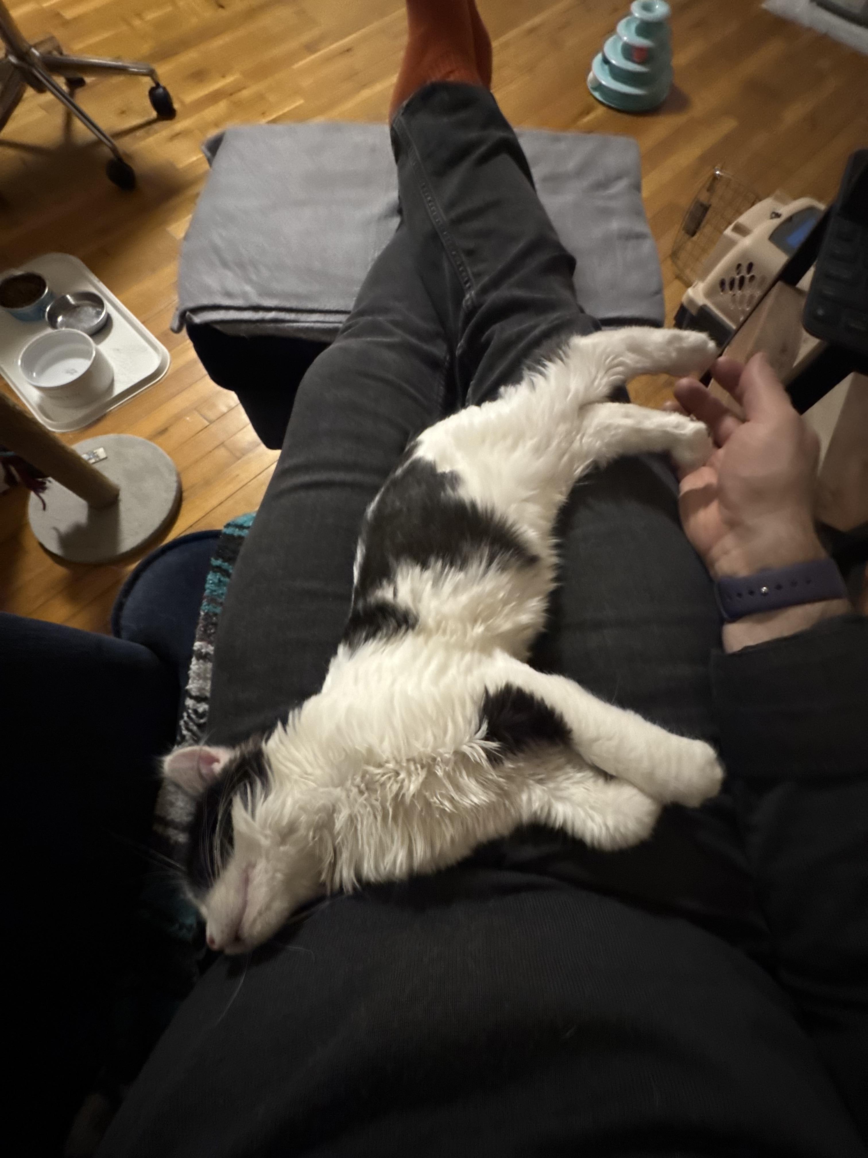 Enlarge Booker, an adopted Domestic Medium Hair in Ridgefield, CT image 2/3