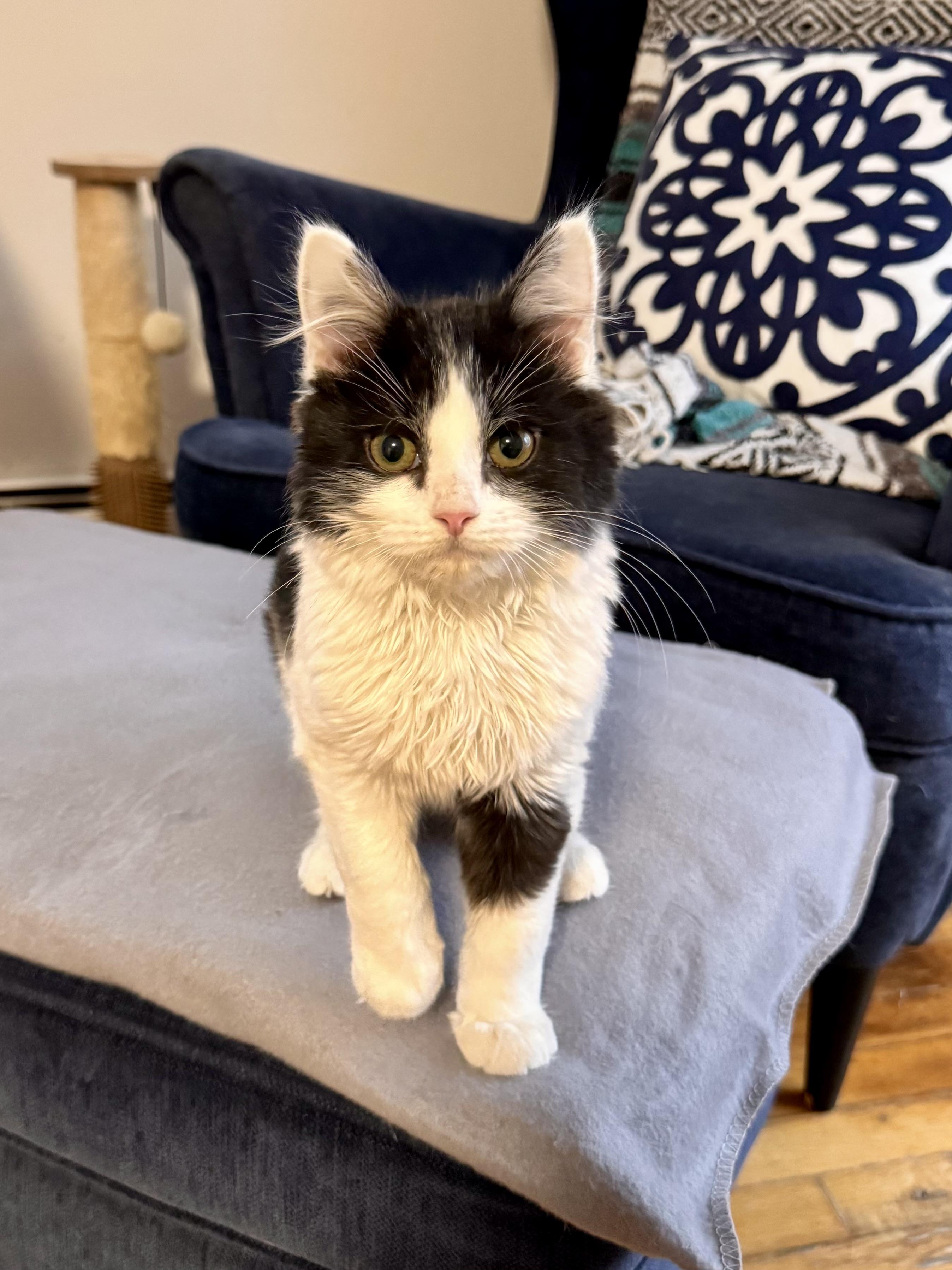 Enlarge Booker, an adopted Domestic Medium Hair in Ridgefield, CT image 1/3