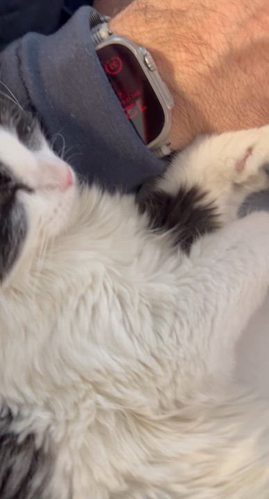 Enlarge Booker, an adopted Domestic Medium Hair in Ridgefield, CT video 3/3