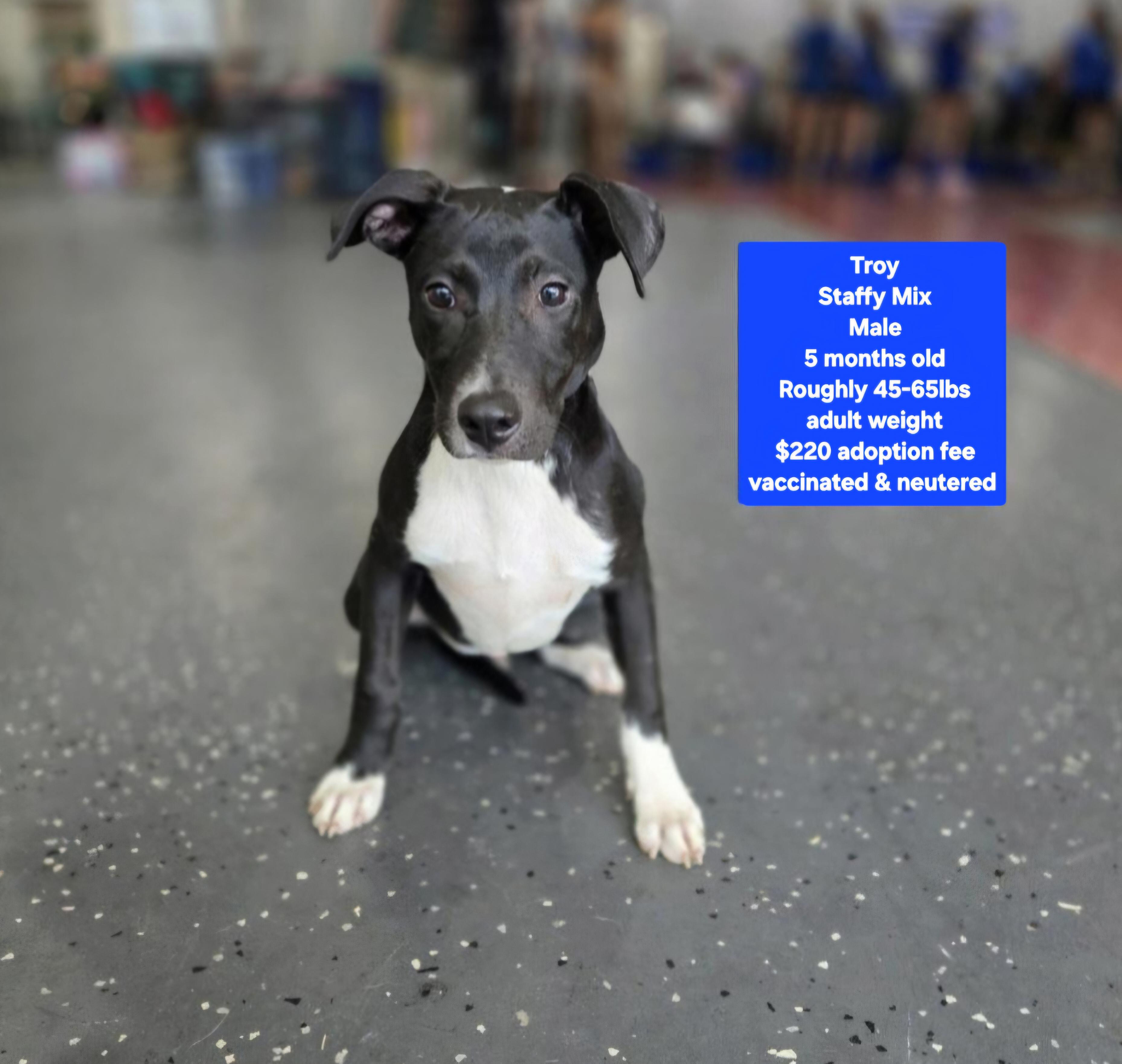 Troy, Adoptable, Puppy Male Staffordshire Bull Terrier.