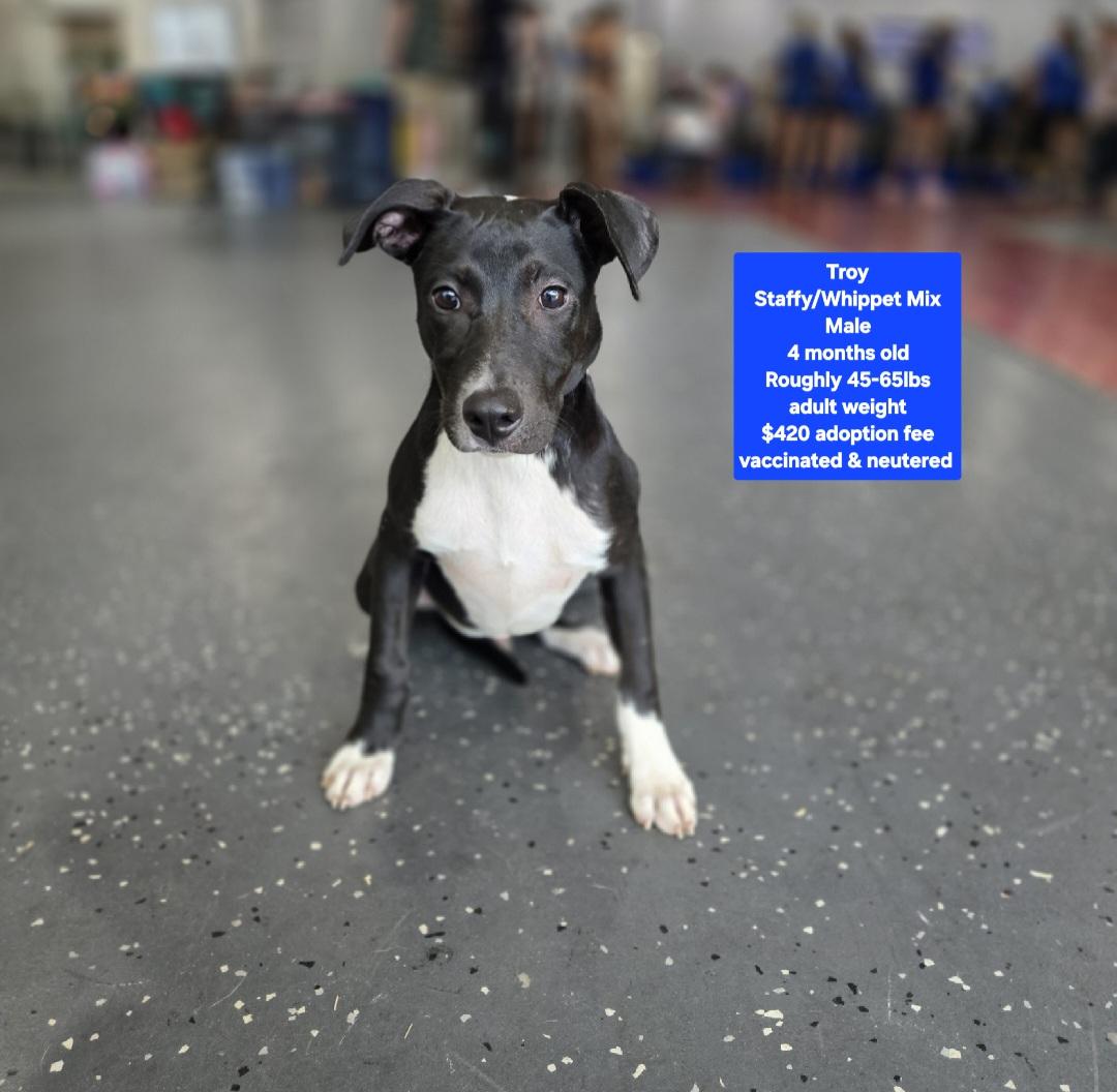 Enlarge Troy, a ADOPTABLE mixed breed in Oviedo, FL image 1/1