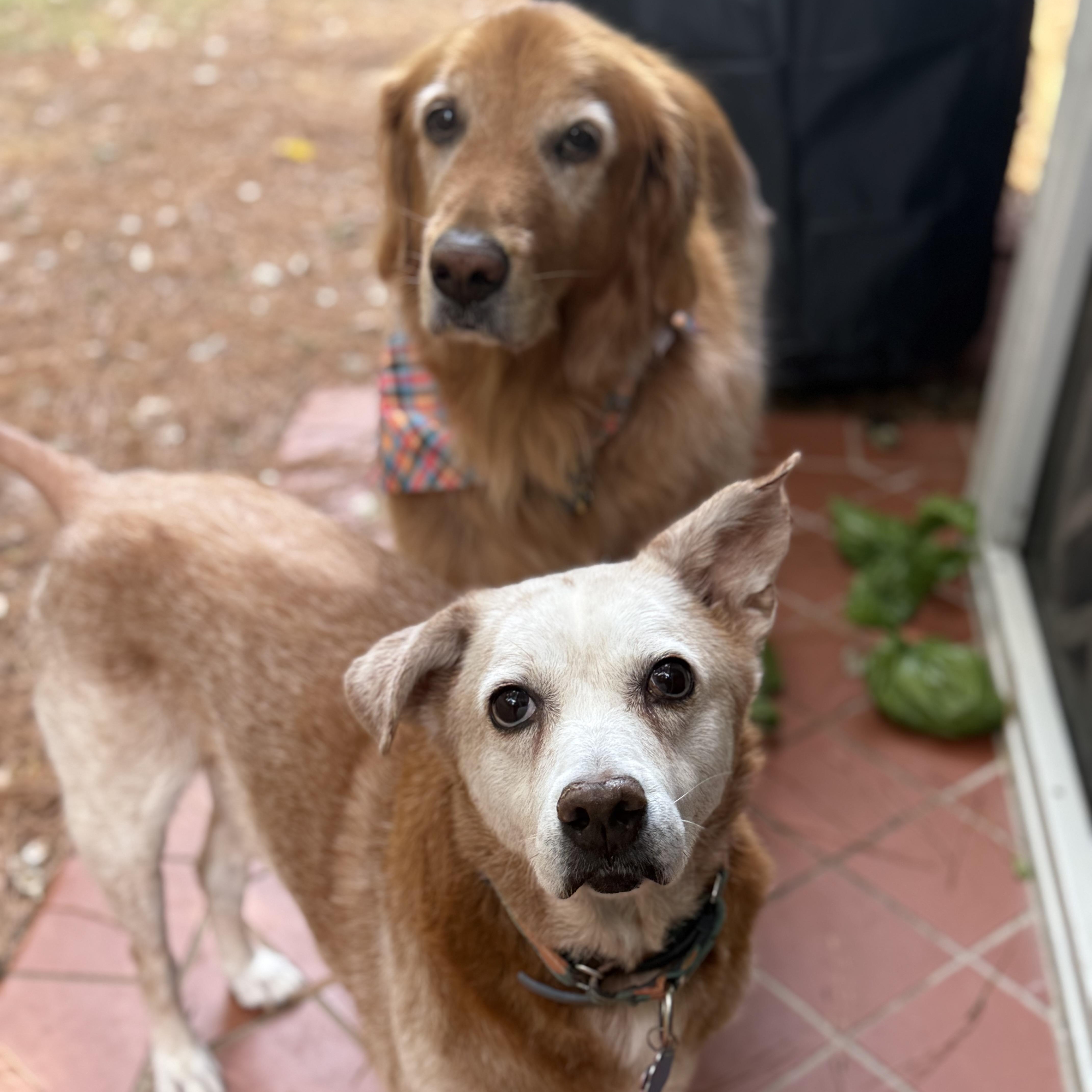 Enlarge Granny, a Adoptable Mixed Breed in Birmingham, AL image 2/6