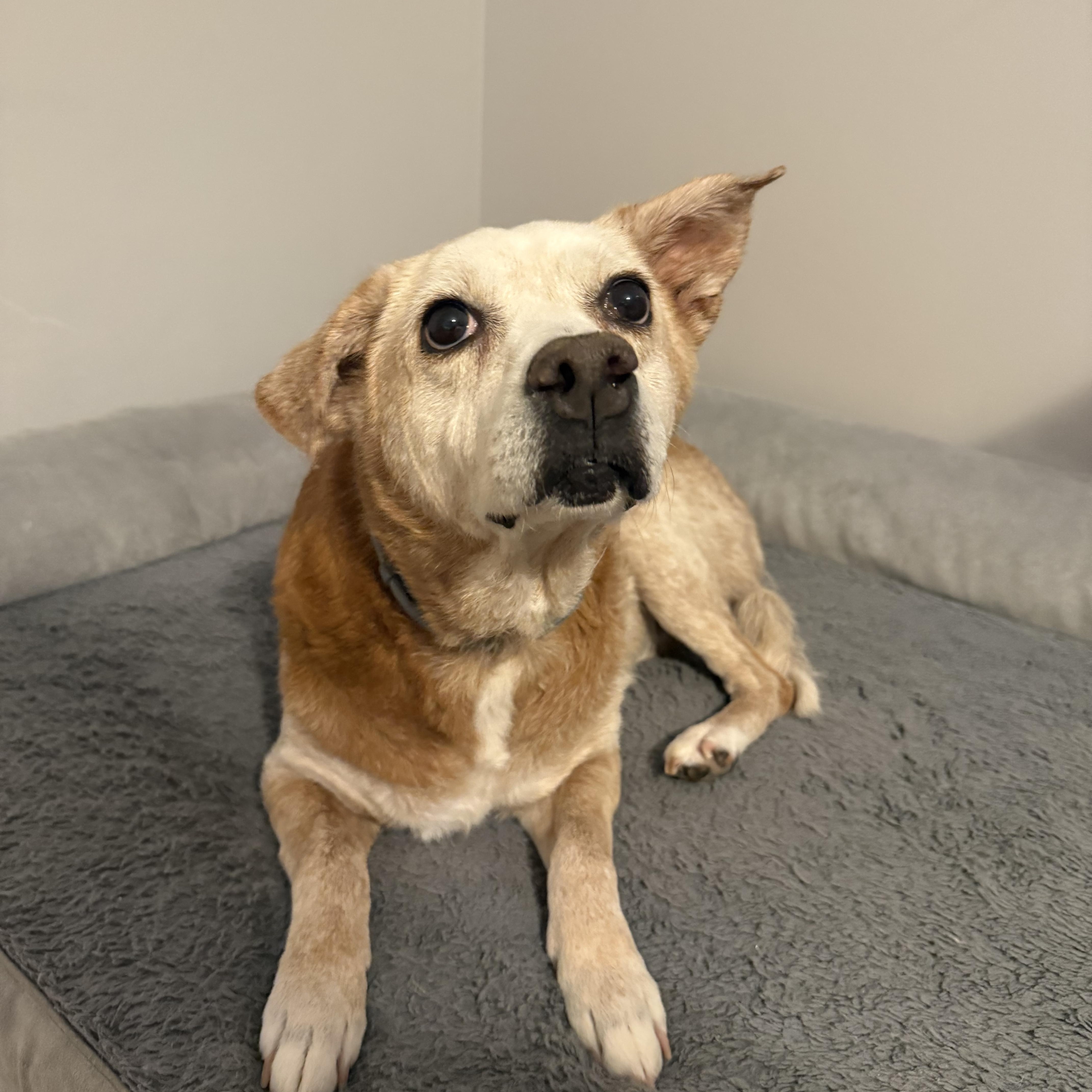 Enlarge Granny, a Adoptable Mixed Breed in Birmingham, AL image 1/6