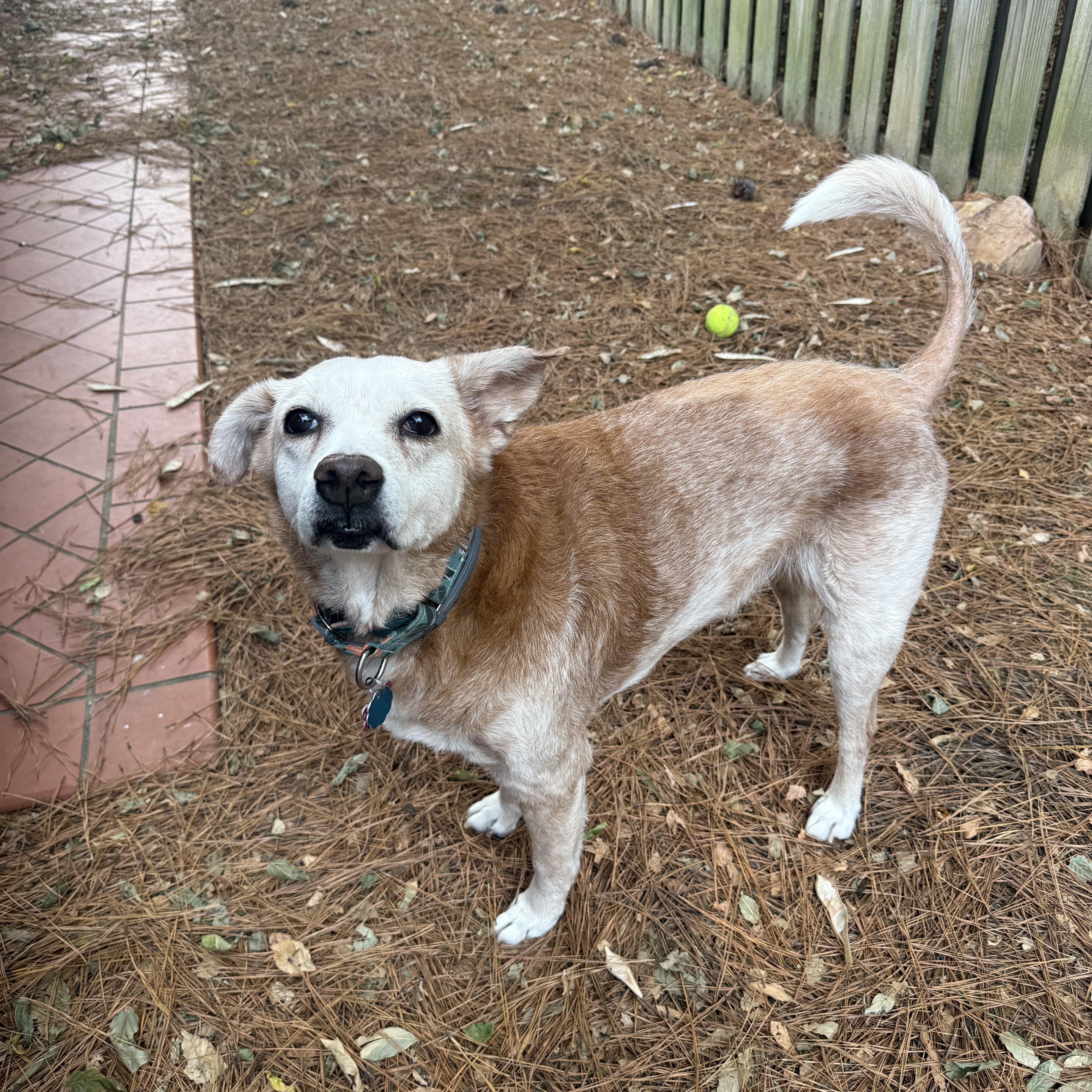 Enlarge Granny, a Adoptable Mixed Breed in Birmingham, AL image 3/6