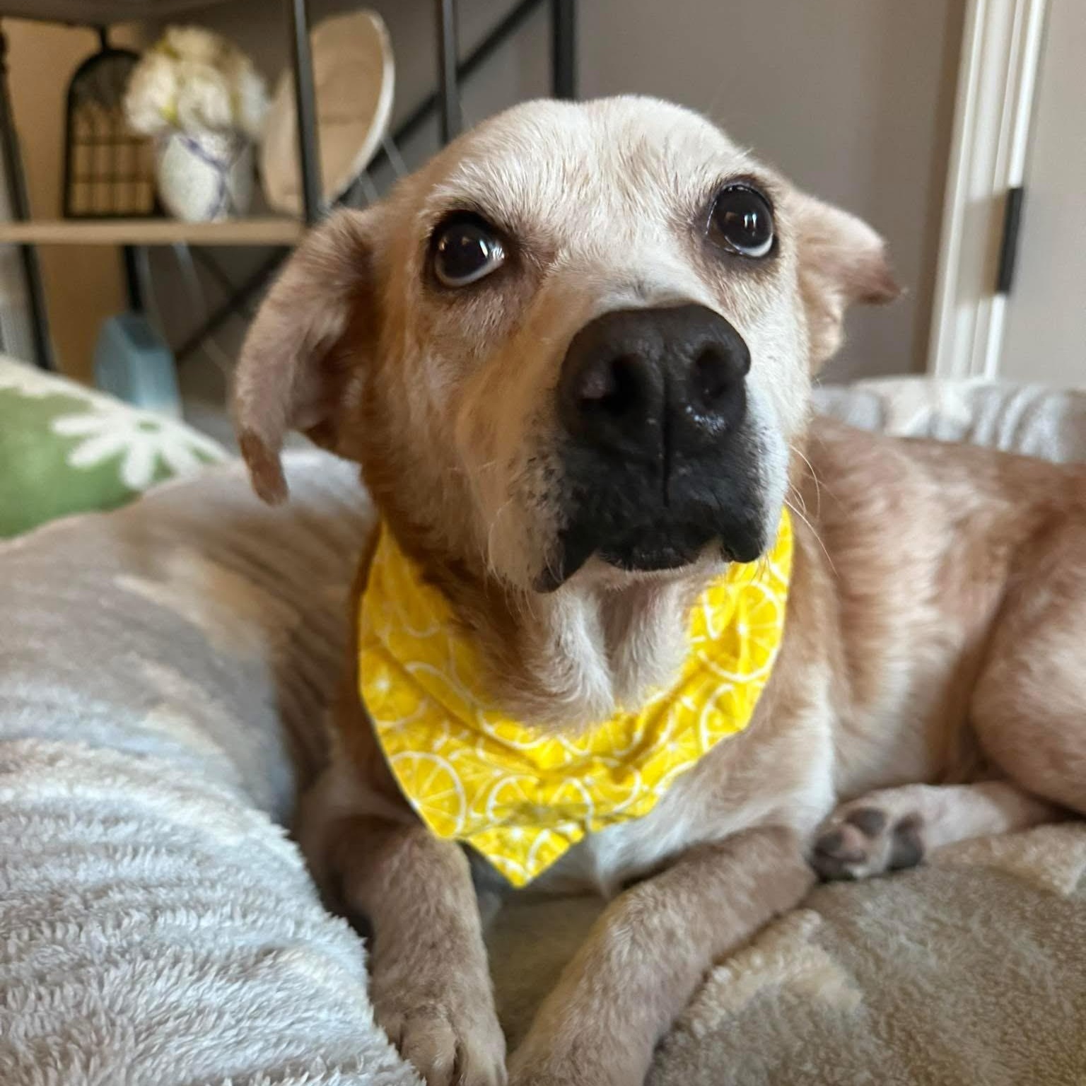 Enlarge Granny, a Adoptable Mixed Breed in Birmingham, AL image 6/6