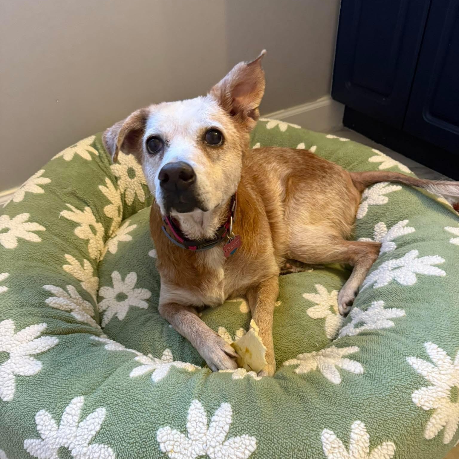 Enlarge Granny, a Adoptable Mixed Breed in Birmingham, AL image 5/6