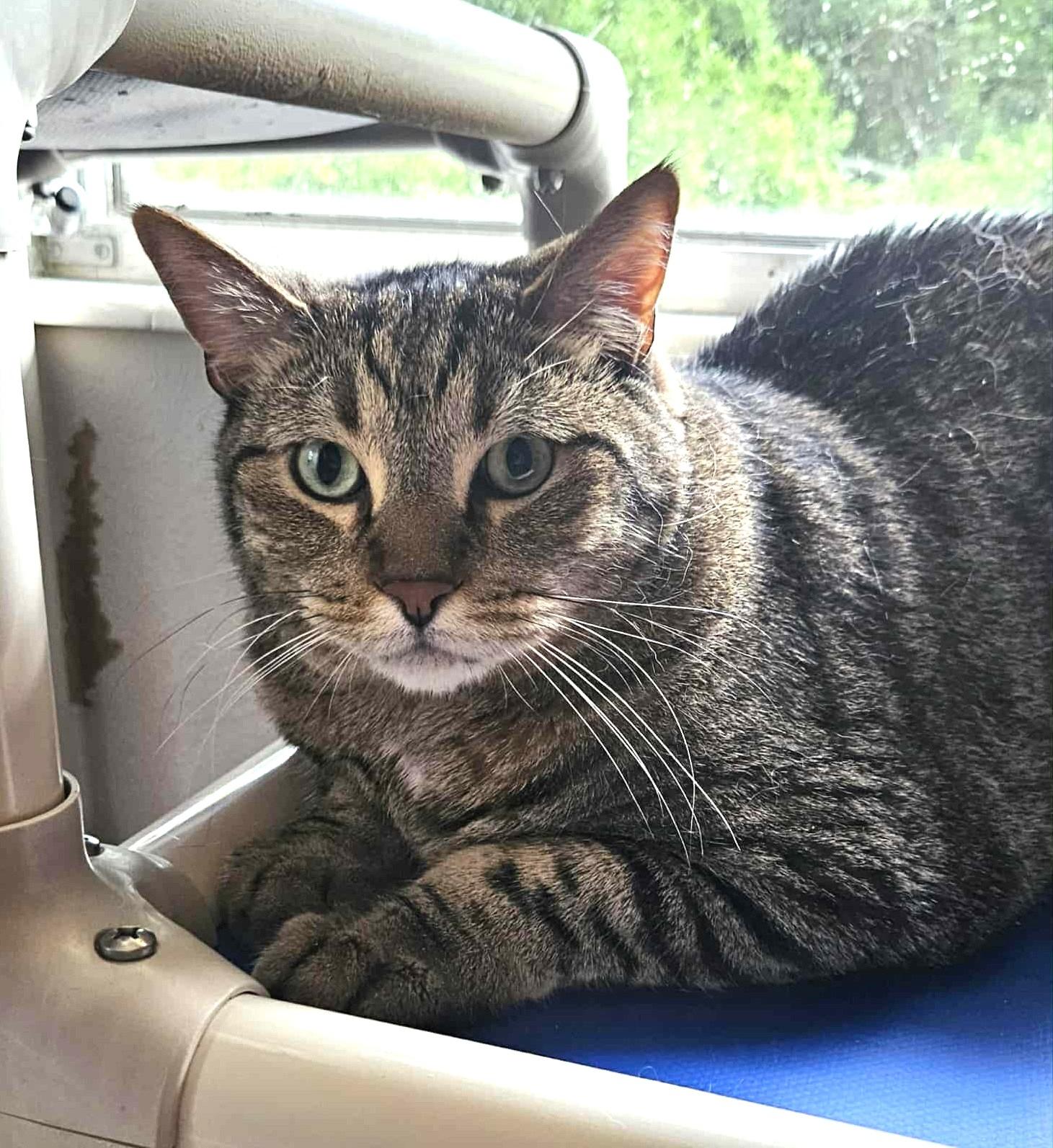 LOUEY, Adoptable, Adult Male Domestic Short Hair & Tabby.