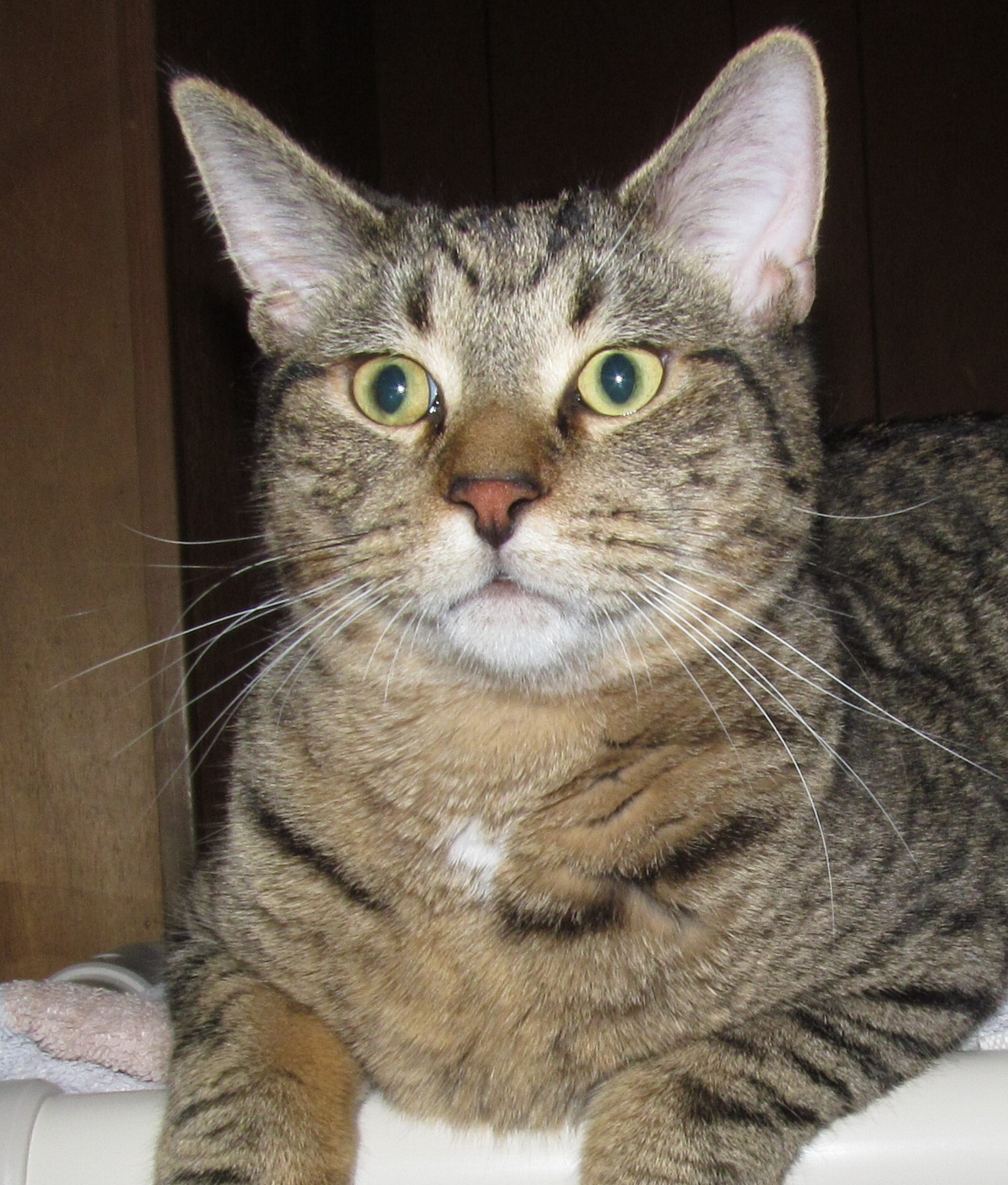 LOUEY, a Adoptable mixed breed in Crystal River, FL image 2/3