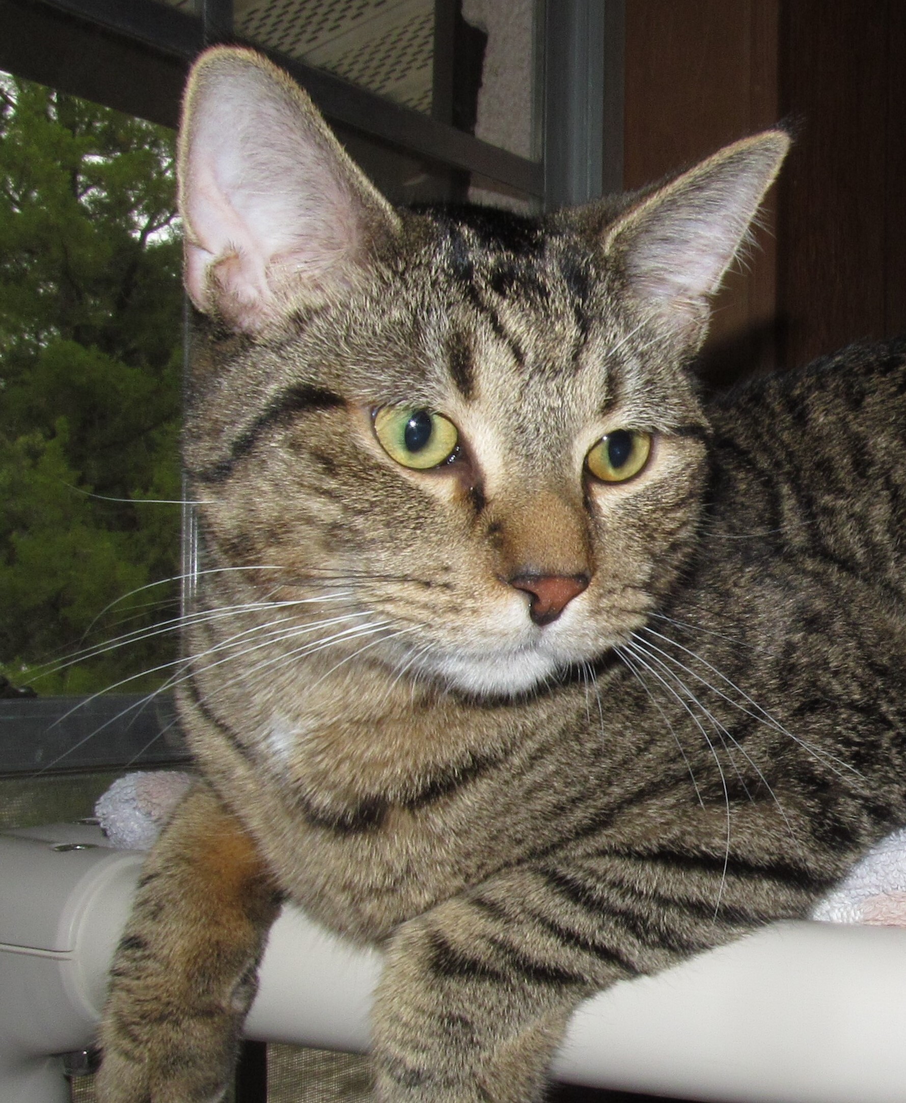 LOUEY, a Adoptable mixed breed in Crystal River, FL image 3/3