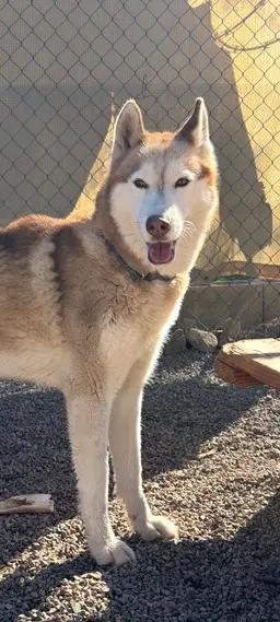 Enlarge Cookie, a ADOPTABLE Husky in Globe, AZ image 1/1