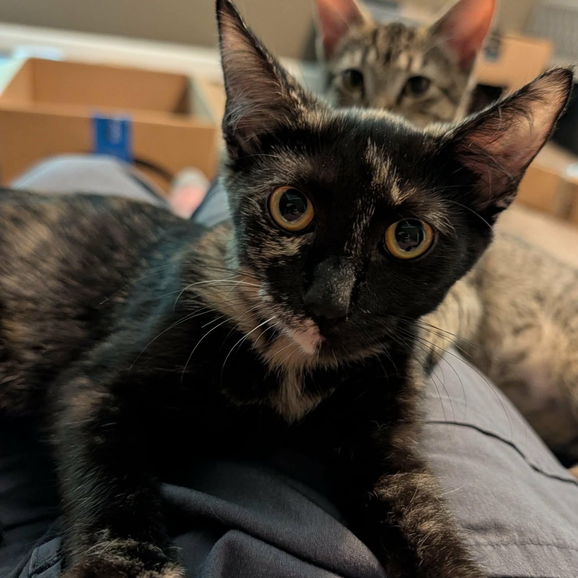 Rogue, a ADOPTABLE Tortoiseshell in Memphis, TN image 3/5
