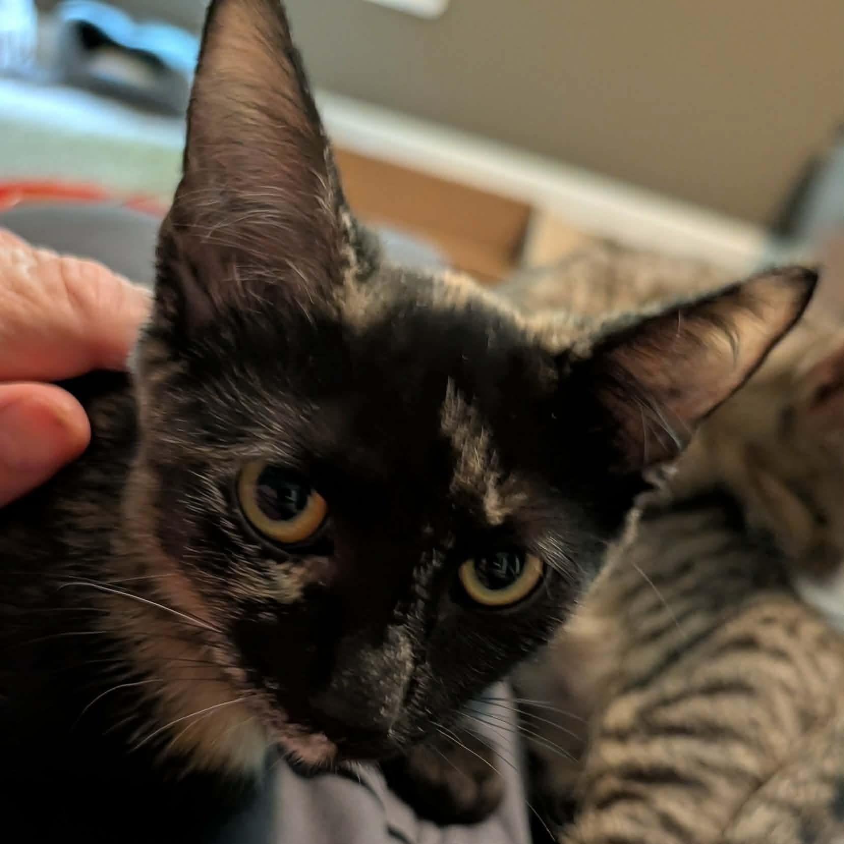 Rogue, a ADOPTABLE Tortoiseshell in Memphis, TN image 5/5