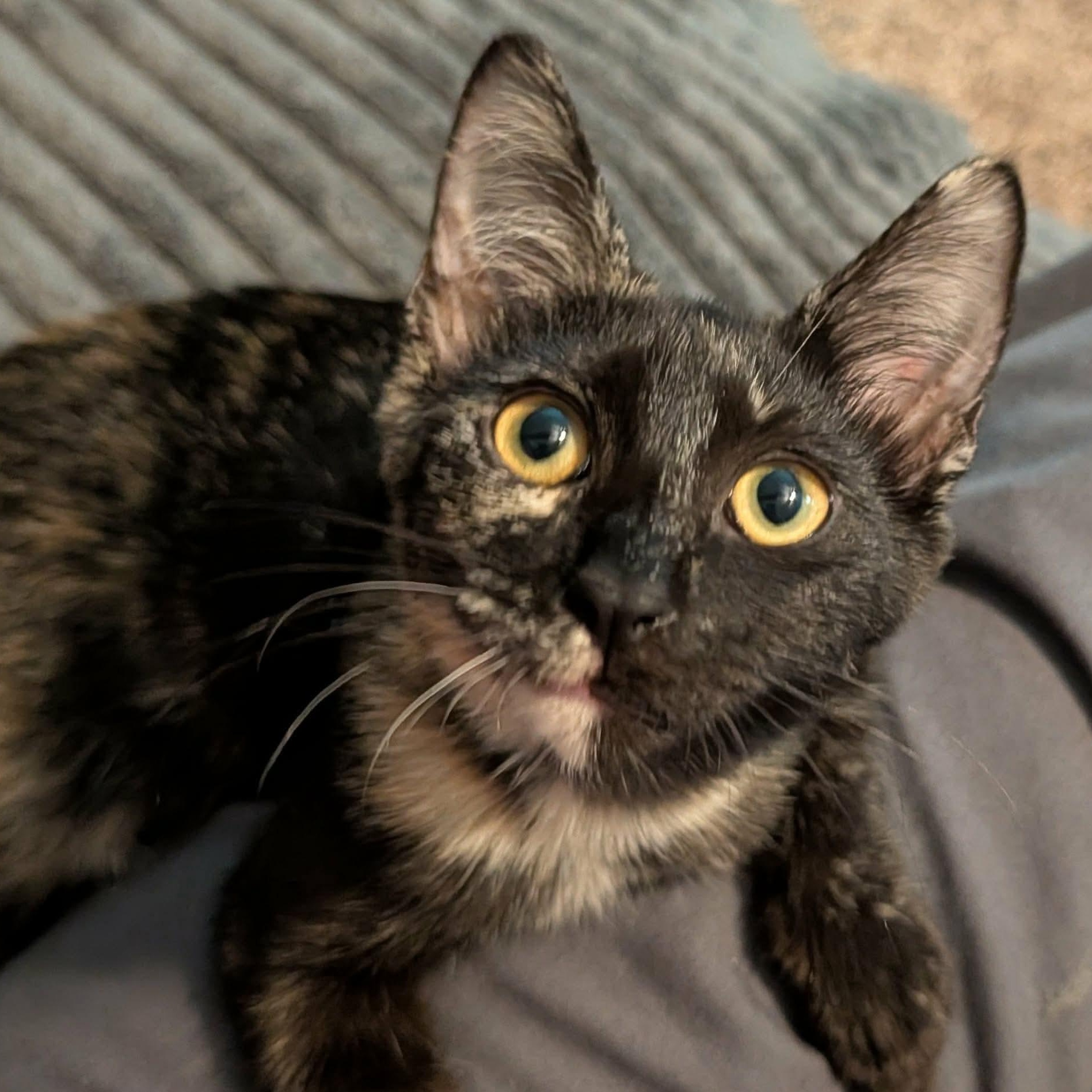Rogue, ADOPTABLE, Kitten Female Tortoiseshell.