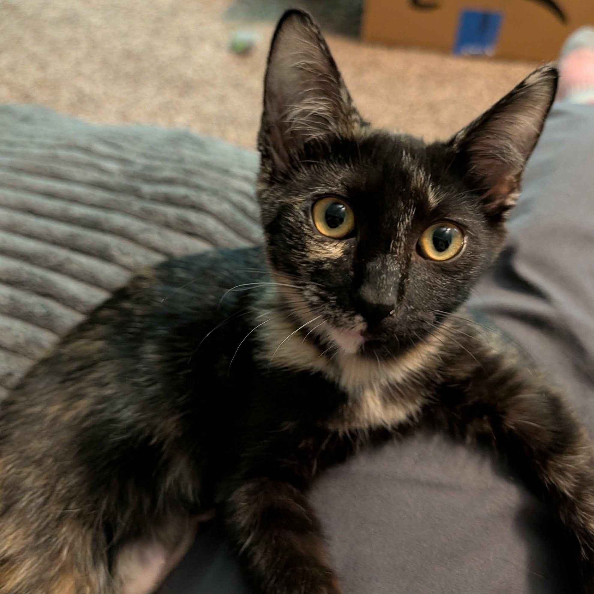Rogue, a ADOPTABLE Tortoiseshell in Memphis, TN image 2/5