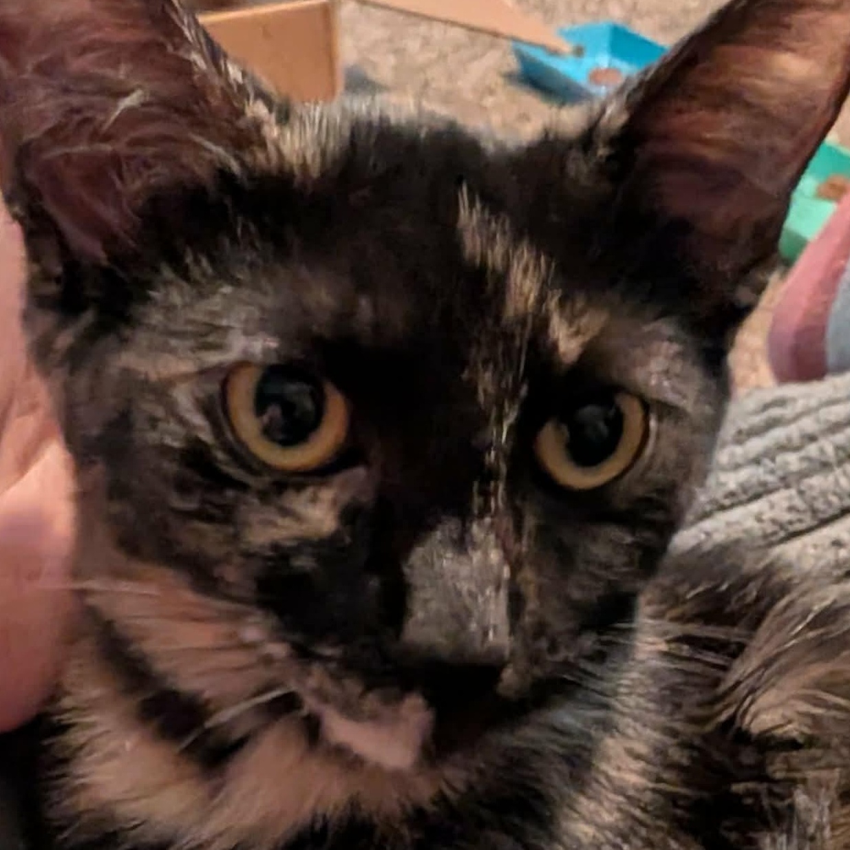 Rogue, a ADOPTABLE Tortoiseshell in Memphis, TN image 4/5