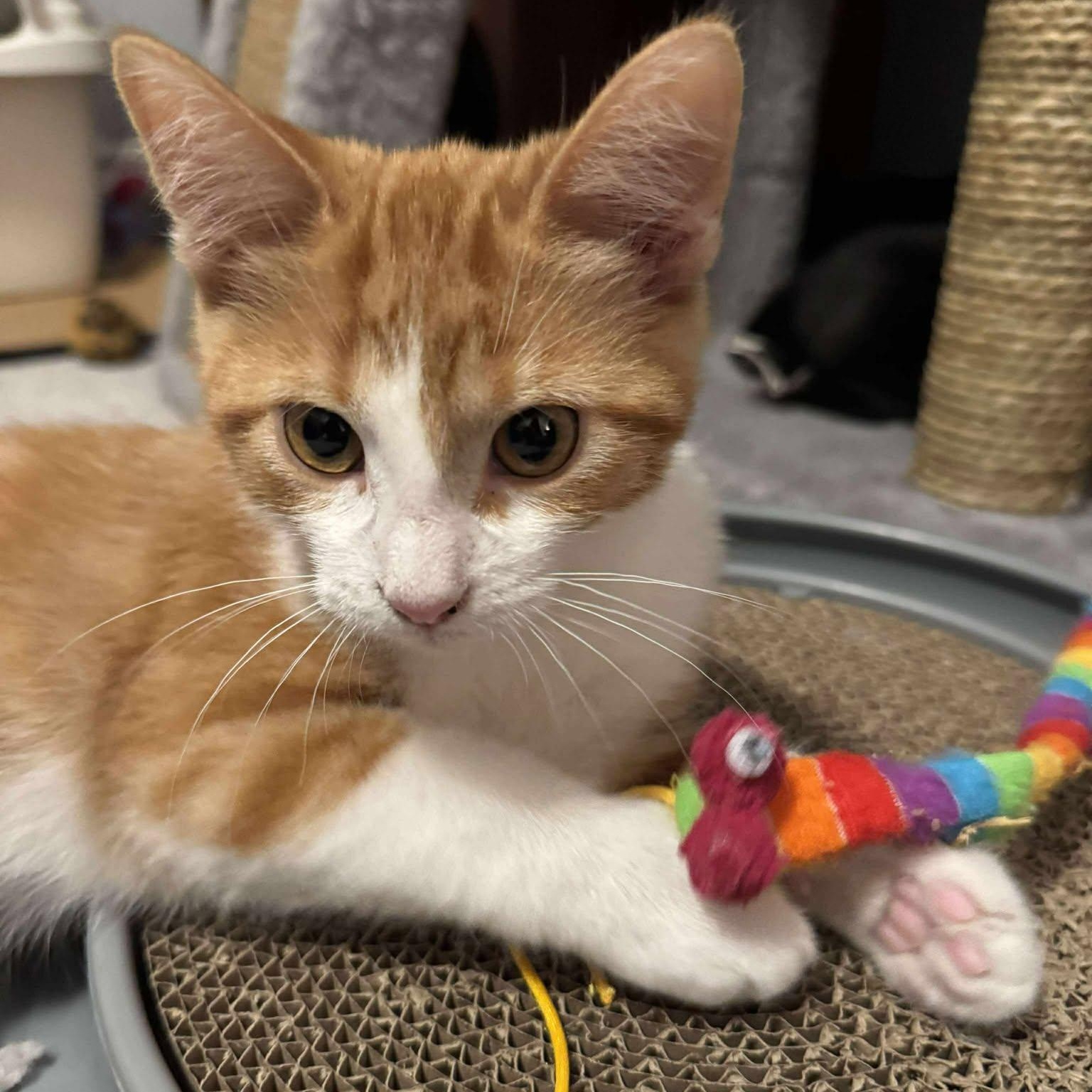 Enlarge Topaz, a Adoptable Domestic Short Hair in Munster, ON image 3/6