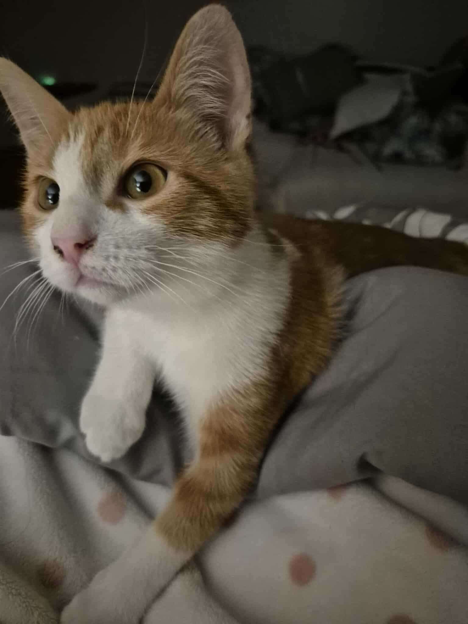 Enlarge Topaz, a Adoptable Domestic Short Hair in Munster, ON image 6/6