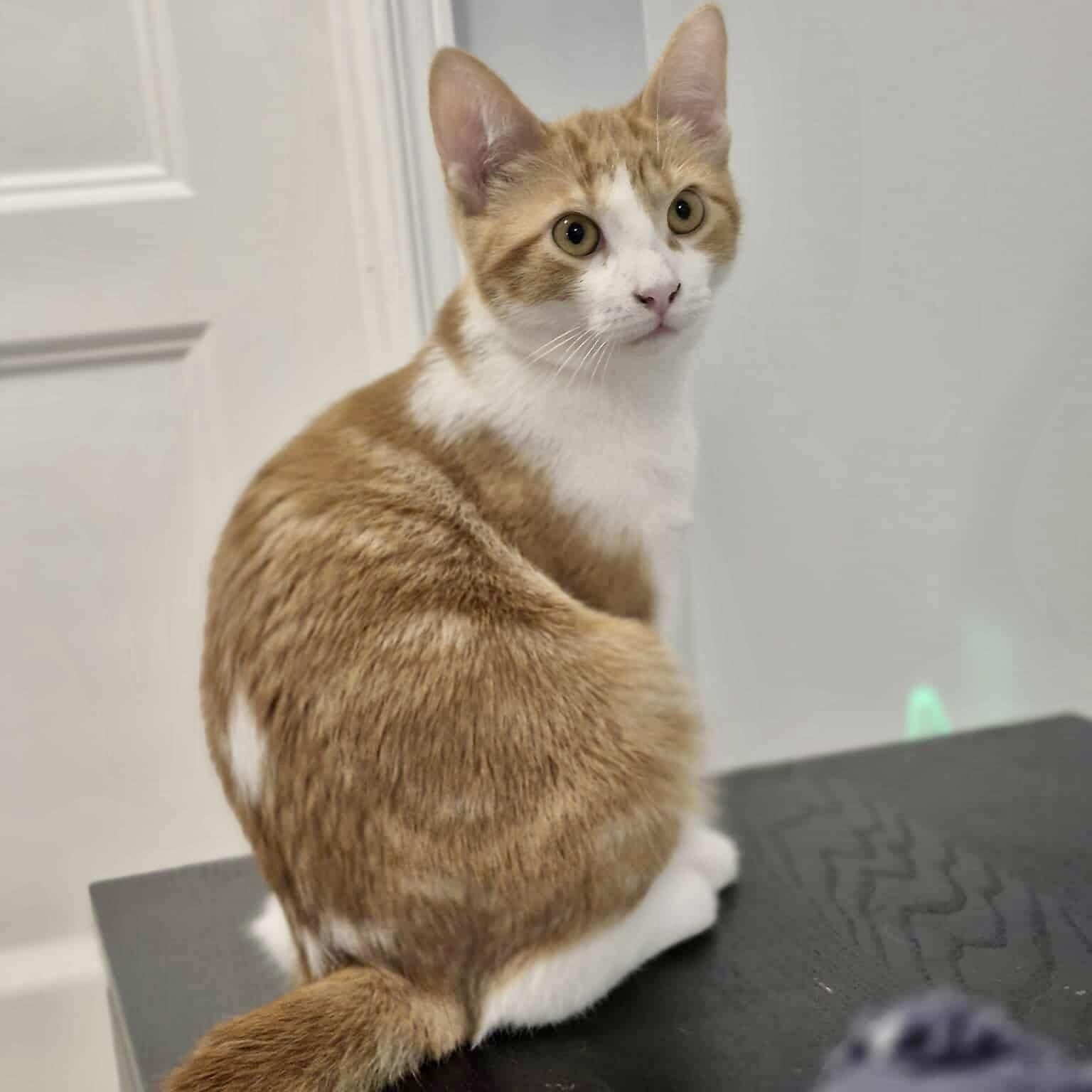 Enlarge Topaz, a Adoptable Domestic Short Hair in Munster, ON image 2/6