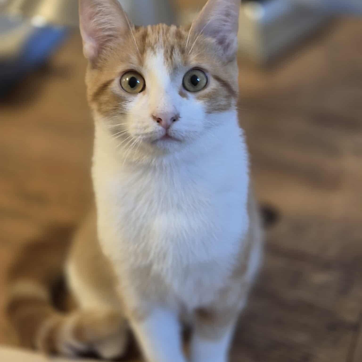 Enlarge Topaz, a Adoptable Domestic Short Hair in Munster, ON image 1/6