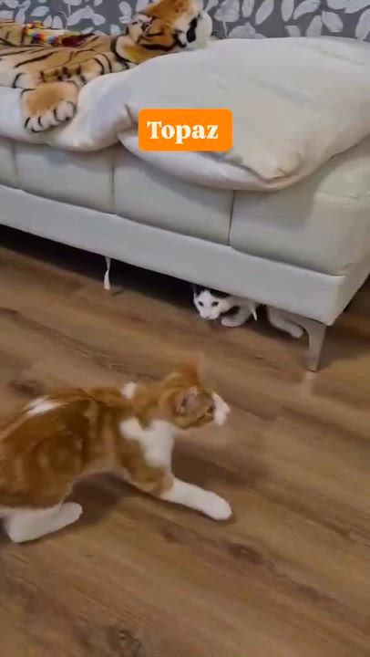 Enlarge Topaz, a Adoptable Domestic Short Hair in Munster, ON video 4/6