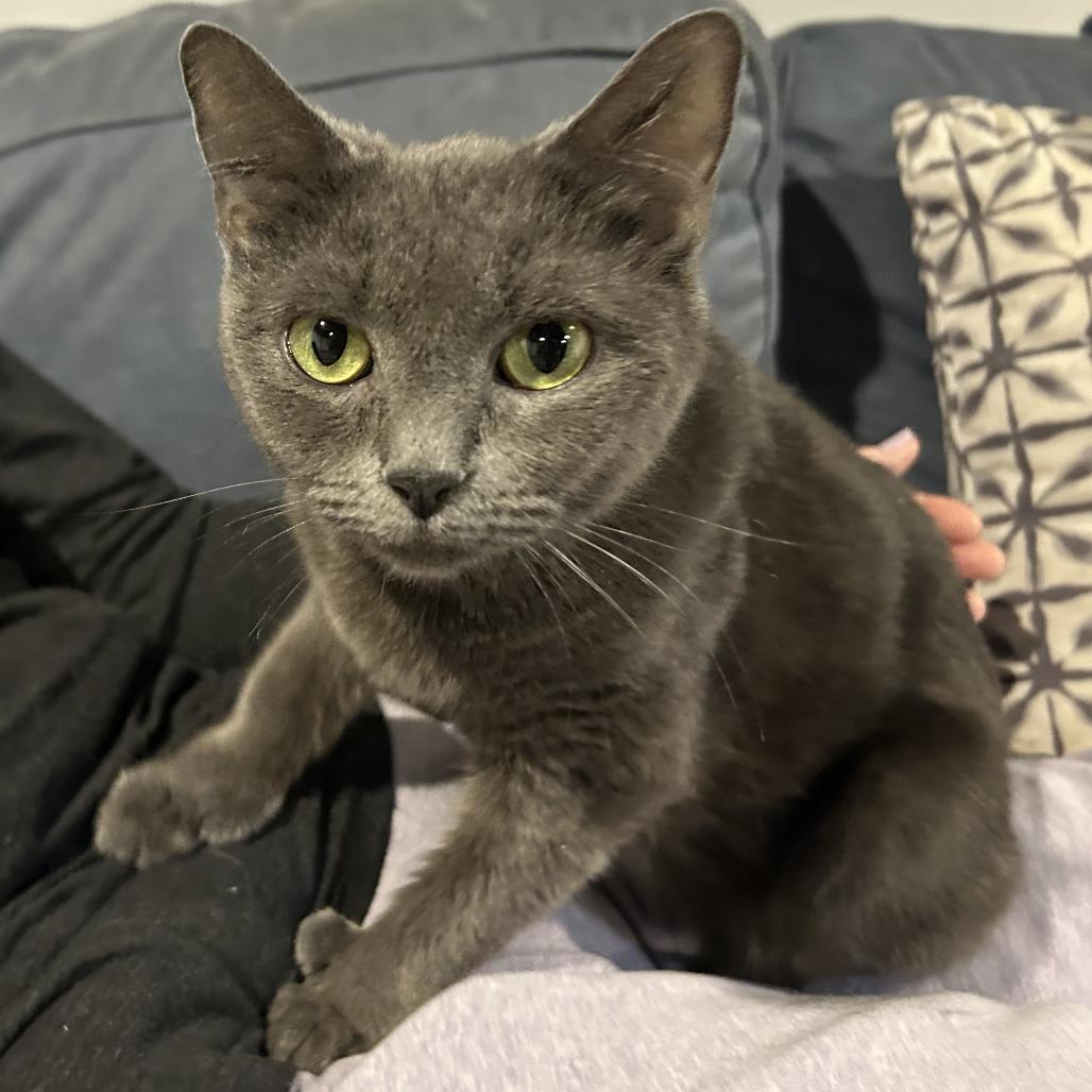 0326-107 Dundee, Adoptable, Young Male Domestic Short Hair.