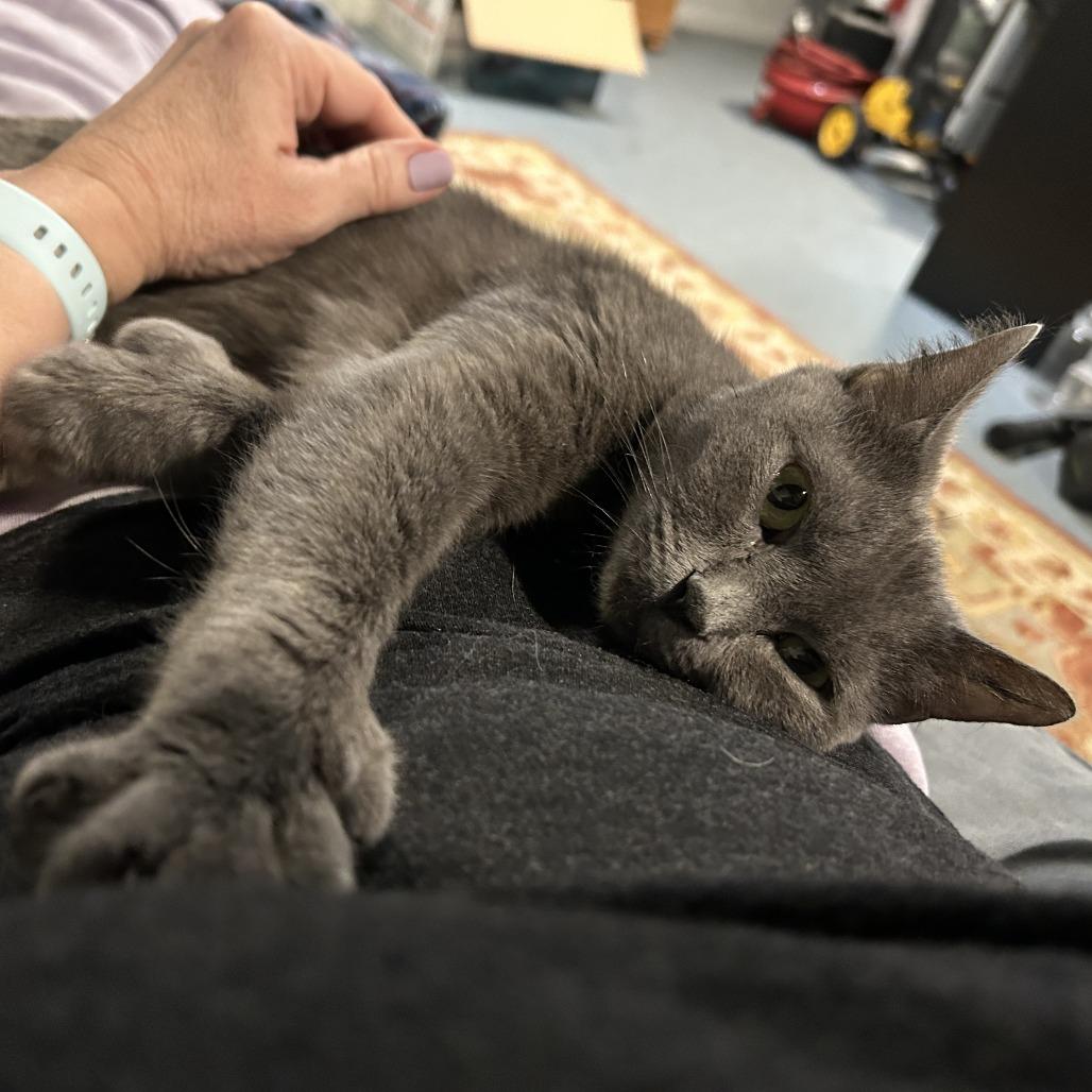 0326-107 Dundee, a Adoptable Domestic Short Hair in Abingdon, MD image 2/4