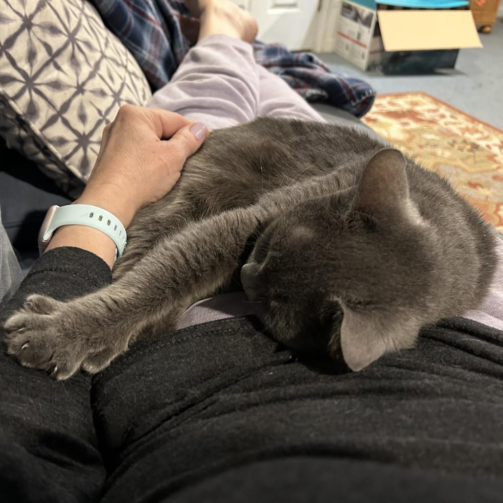 0326-107 Dundee, a Adoptable Domestic Short Hair in Abingdon, MD image 3/4