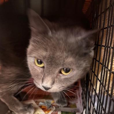 0326-107 Dundee, a Adoptable Domestic Short Hair in Abingdon, MD image 4/4