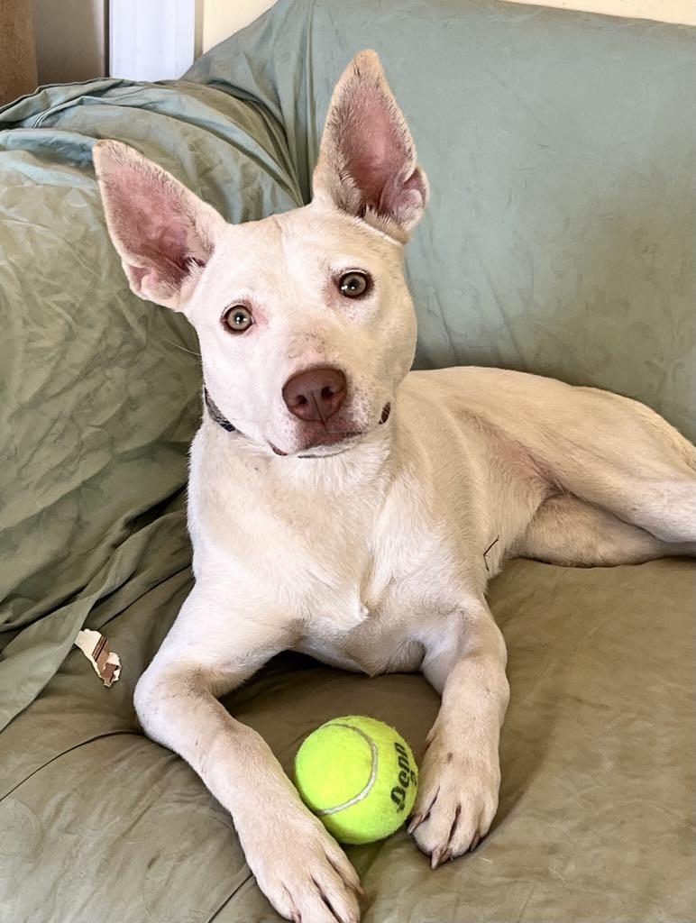 China, a Adoptable mixed breed in Calera, AL image 1/6
