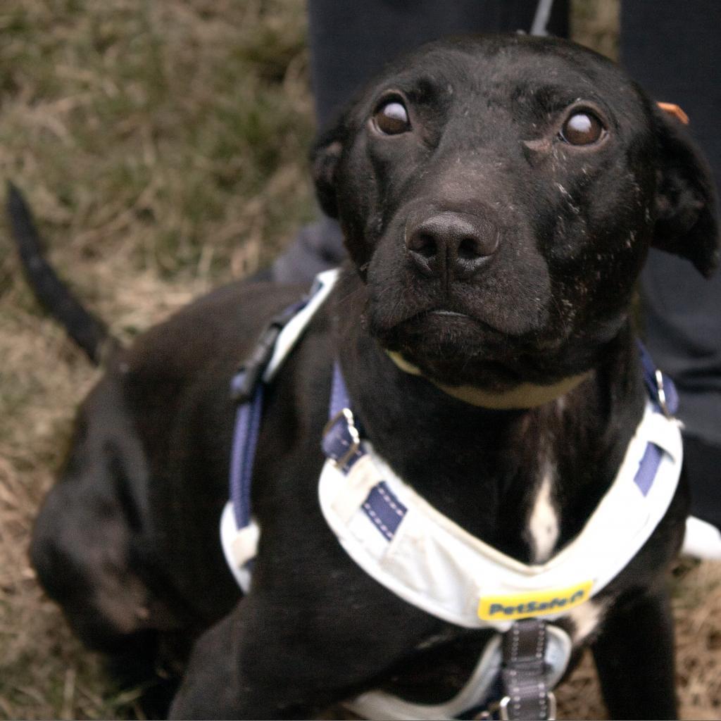 Tulip (Adoption Fee-SPONSORED!) In Foster, Adoptable, Senior Female Mixed Breed.