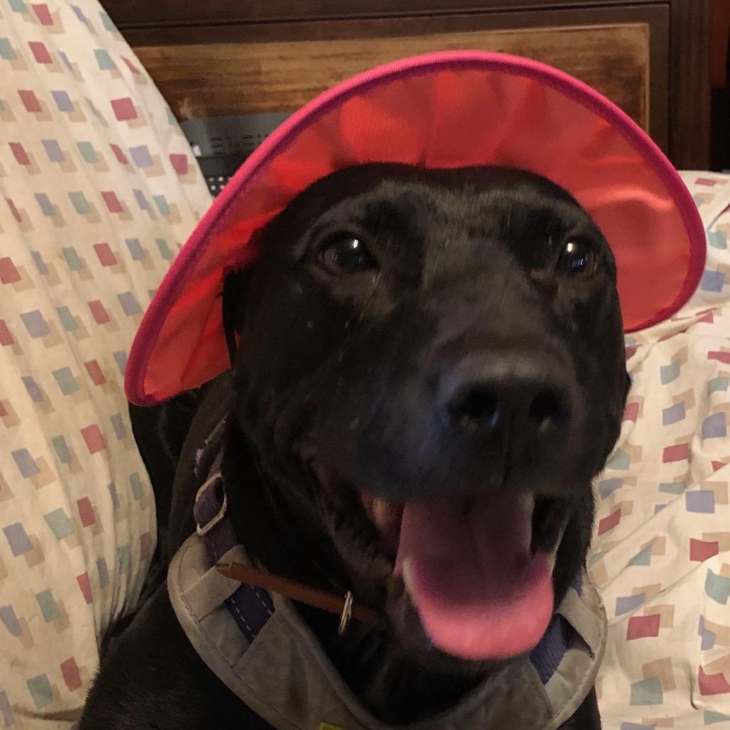 Enlarge Tulip (Adoption Fee-SPONSORED!) In Foster, a Adoptable Mixed Breed in Alabaster, AL image 5/6