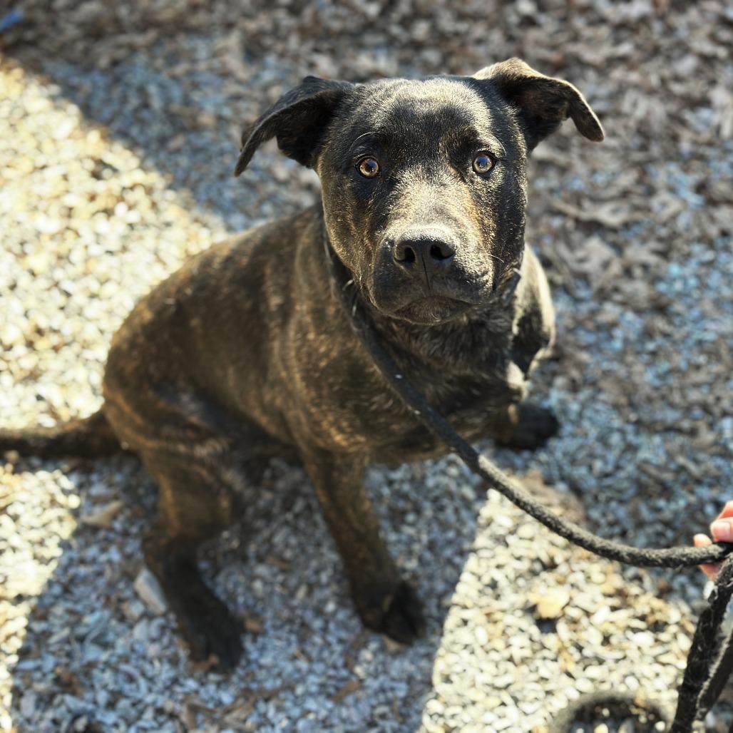 Pentious (Benny) 26-0049, Adoptable, Young Male Mixed Breed.