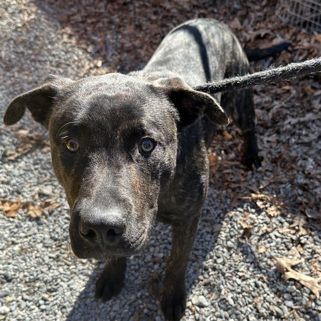Enlarge Pentious (Benny) 26-0049, a Adoptable Mixed Breed in Yanceyville, NC image 2/3