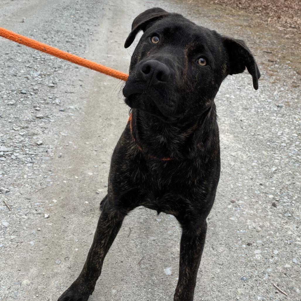 Enlarge Pentious (Benny) 26-0049, a Adoptable Mixed Breed in Yanceyville, NC image 3/4