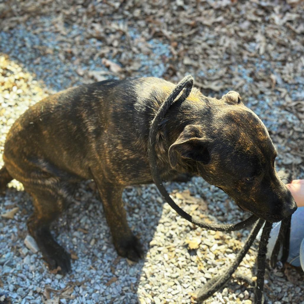 Enlarge Pentious (Benny) 26-0049, a Adoptable Mixed Breed in Yanceyville, NC image 3/3