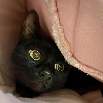 Uni, Adoptable, Adult Female Domestic Short Hair & Domestic Short Hair.